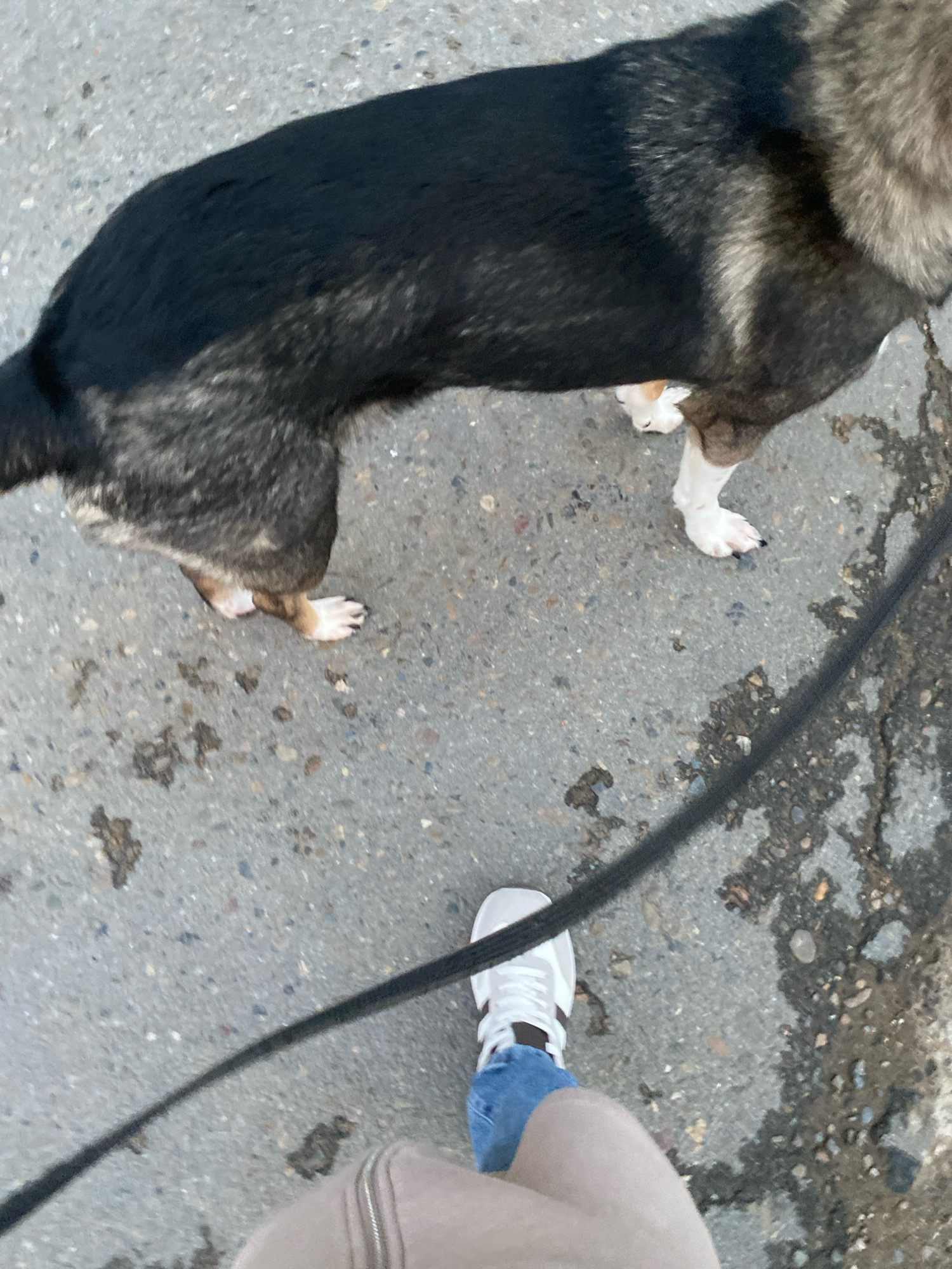 A person wearing blue jeans and white sneakers walks a medium-sized dog on a leash on an asphalt surface. The dog is mostly black with tan and gray markings on its back and legs, and its tail is not visible. The ground is wet and appears to have some debris on it, possibly from rain or mud. The scene is outdoors, and the lighting suggests it is daytime. The specific location in Chaikovsky, Russia, cannot be determined from the provided image alone.