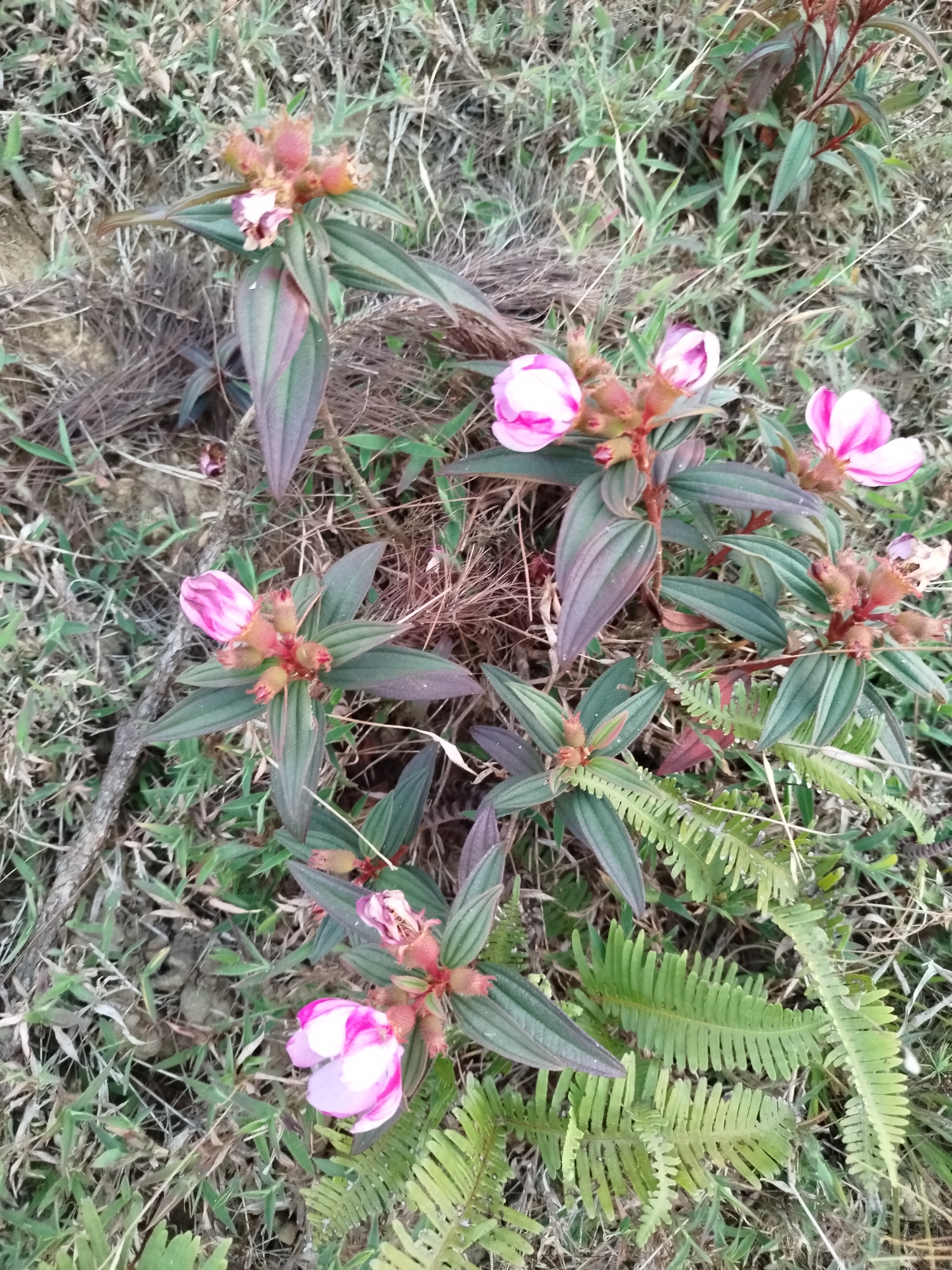 The image shows a cluster of pink and white flowers with green and purple leaves, surrounded by grass and ferns. The location is Lạc Dương, Vietnam.