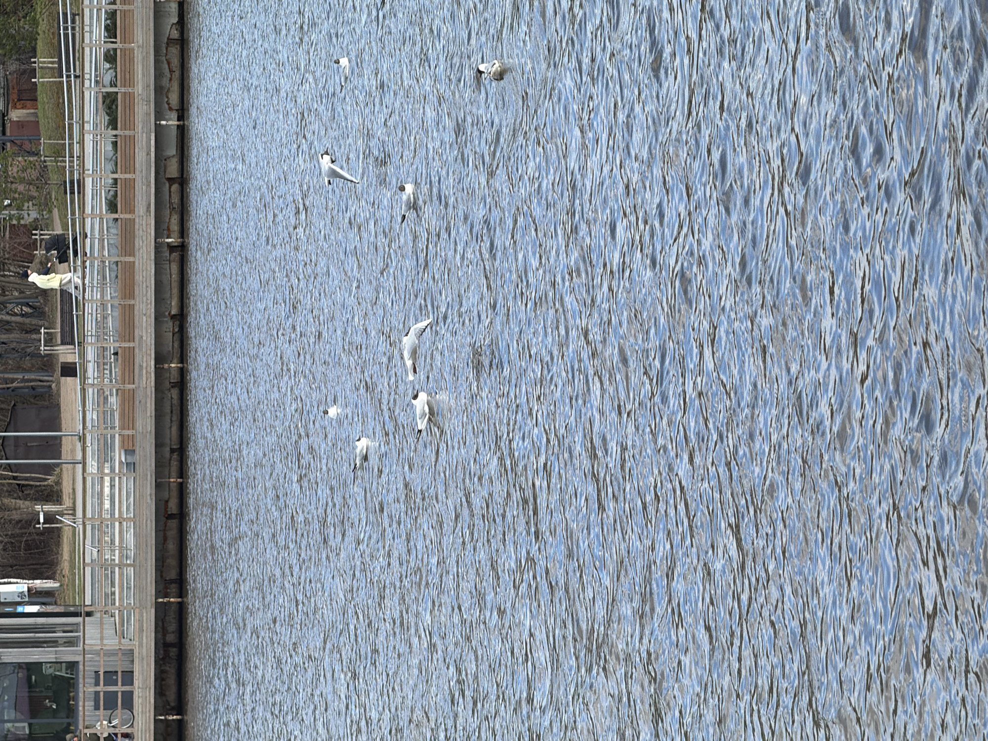 The image depicts a body of water, likely a river or lake, with several white seagulls either flying or floating on the surface. The water has a rippled texture due to wind or currents. Adjacent to the water is a dock or pier-like structure with metal railings and wooden planks. A couple of people can be seen on the dock. The scene is consistent with an urban waterfront in Votkinsk, Russia.