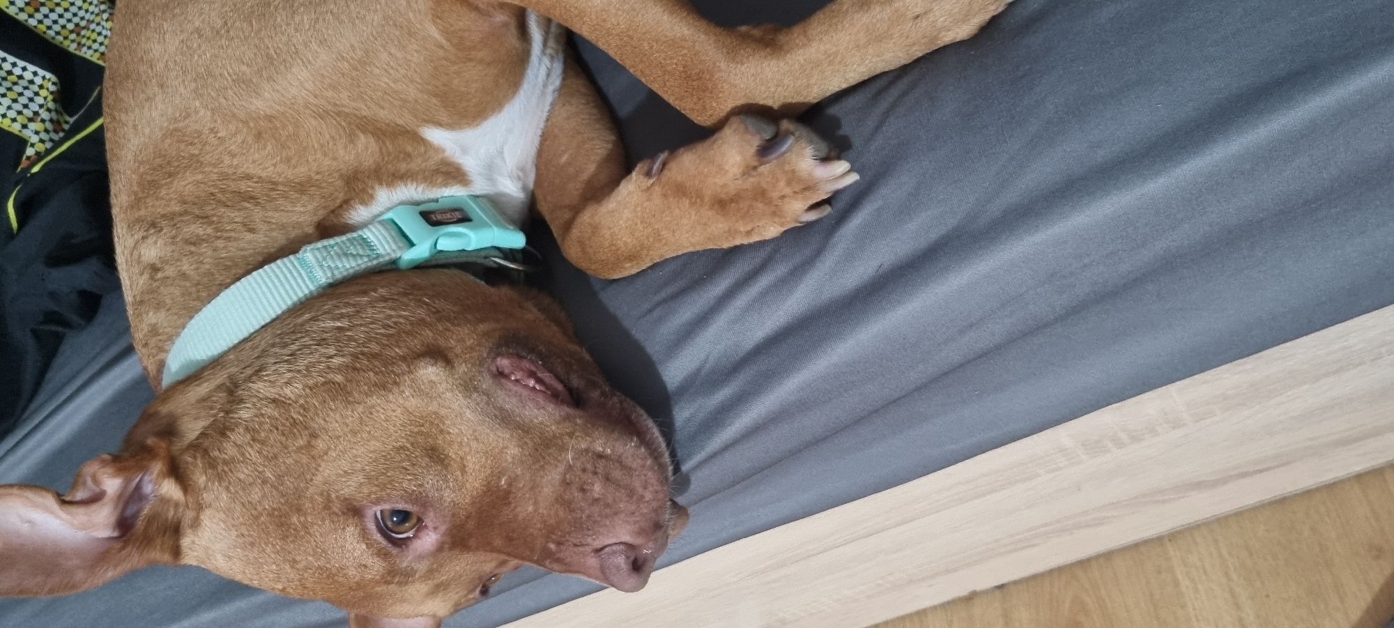 A tan dog with a light blue collar is lying on a gray surface with a light wood trim. The dog is positioned with its head near the bottom left corner of the frame, facing towards the bottom of the image. Its front paws are extended on the gray surface. A patterned object is visible in the upper left corner, adjacent to the dog. The location is unknown.