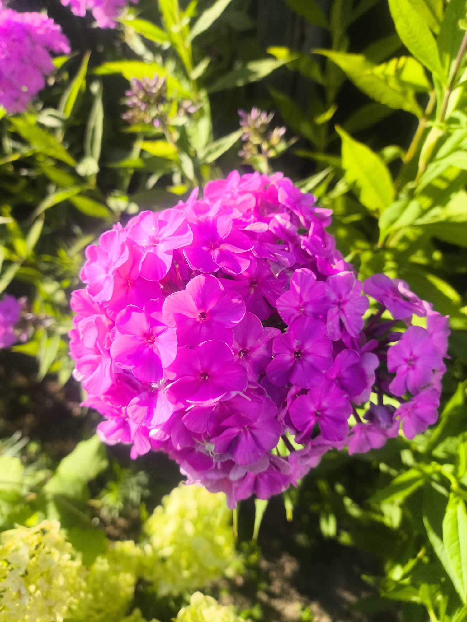 A close-up shot of a bright pink phlox flower cluster with a blurred background of green foliage and some light yellow flowers in the lower left corner. The phlox flowers are the primary focus, with many small, five-petaled blossoms tightly packed together. The lighting suggests it is daytime, with sunlight highlighting the textures and colors of the flowers. The overall scene depicts a vibrant garden setting.