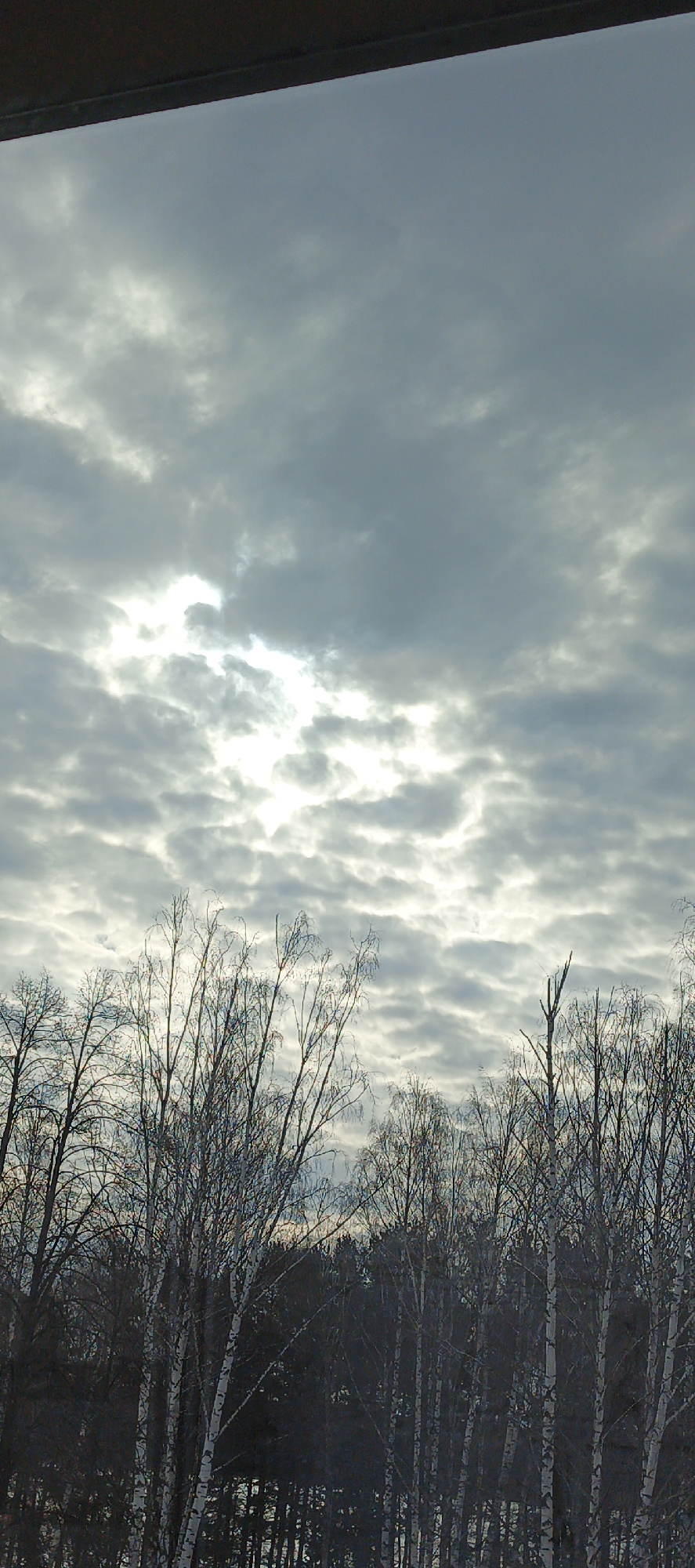 A low-angle, slightly obscured, daytime shot taken from within a building in Chaikovsky, Russia, depicts a cloudy sky partially obscured by tree branches. The sky is filled with grey and white clouds, with a bright area suggesting the sun's position behind the cloud cover. Below, bare tree branches, presumably from birch trees given the white bark visible on some trunks, reach into the frame. The trees are silhouetted against a darker background of more trees and foliage, implying a forest or wooded area. A portion of a window frame or architectural structure is visible at the top of the frame, further indicating an indoor vantage point.