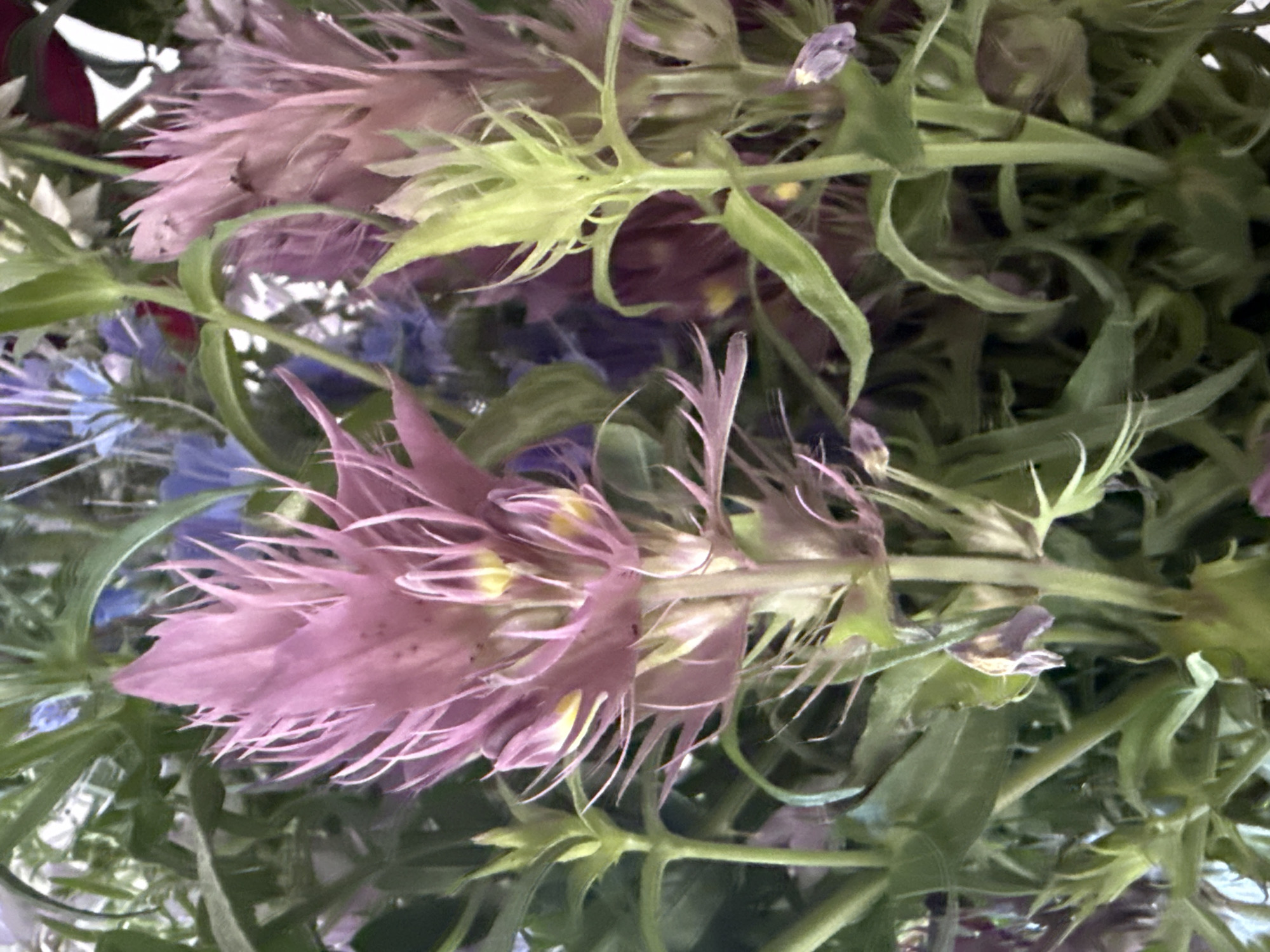 A close-up, frontal perspective captures a dense arrangement of flowering plants in Unknown, Unknown. The central focus is an erect, spiky inflorescence, predominantly light purplish-pink, composed of numerous elongated, pointed bracts. Within these bracts, small, yellow-tipped floral structures are discernible. To the right, a second, partially visible inflorescence of similar coloration and structure is present. Abundant green foliage, varying in leaf shape and shade, occupies the midground and foreground, with robust green stems providing support. In the soft-focus background, indistinct forms of blue and darker purple flowers are visible. Additionally, minor wilted or dried floral elements are present near the base of some stems. The scene is evenly illuminated, presenting minimal harsh shadows.