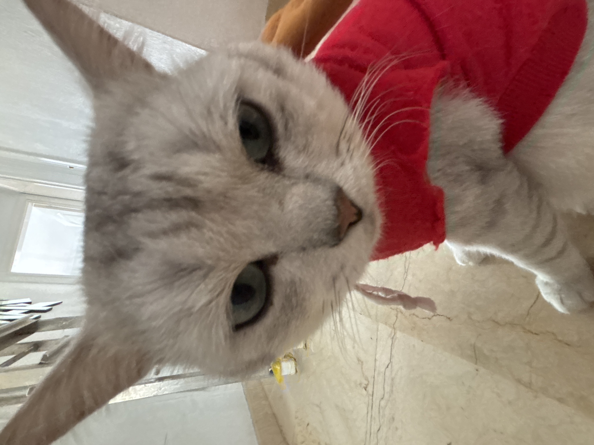 A close-up, head-on shot captures a light gray cat wearing a bright red garment. The cat's eyes are a piercing green, and it has prominent white whiskers. The background appears to be an indoor setting, possibly a hallway or room, with a light-colored tiled floor and a doorway visible in the distance. A yellow object is present on the floor to the left. The image's perspective is low, as if taken from the cat's eye level. There is no identifiable information regarding the specific location within Orihuela, Spain.