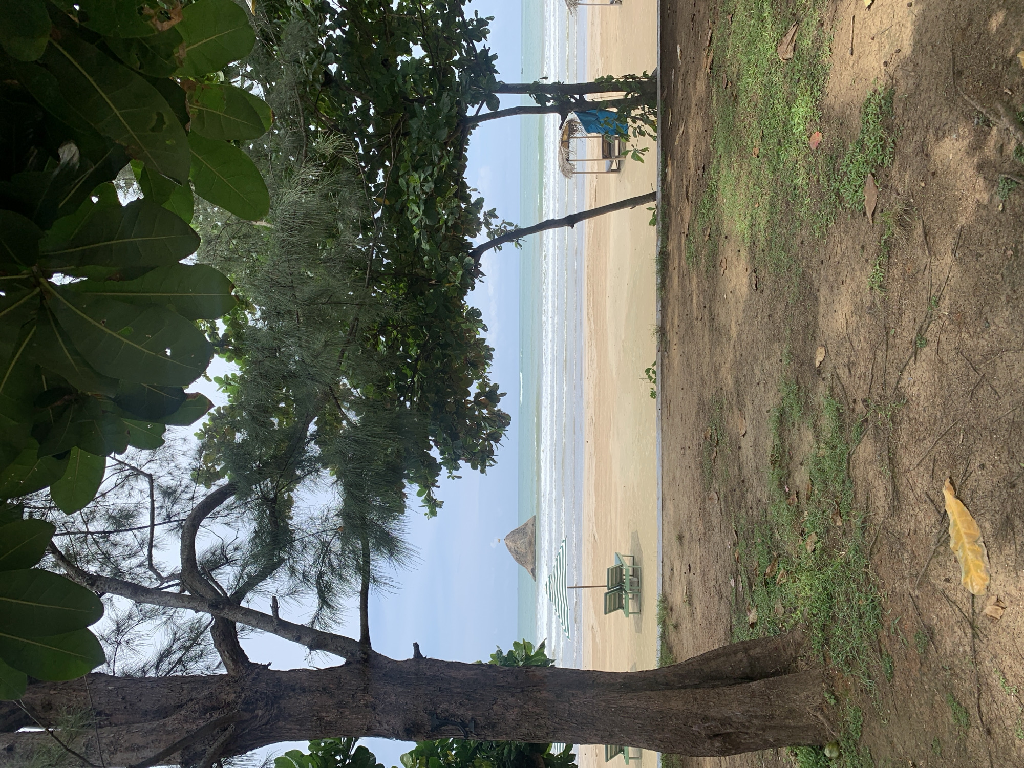 The image shows a view of a beach in Weligama, Sri Lanka, framed by trees. The beach is sandy and extends to the ocean. Waves are visible in the water. There are beach umbrellas and chairs placed on the sand. A small shelter with a thatched roof is also visible. The foreground of the image is dominated by tree foliage and branches. The ground beneath the trees is covered with grass and leaves.