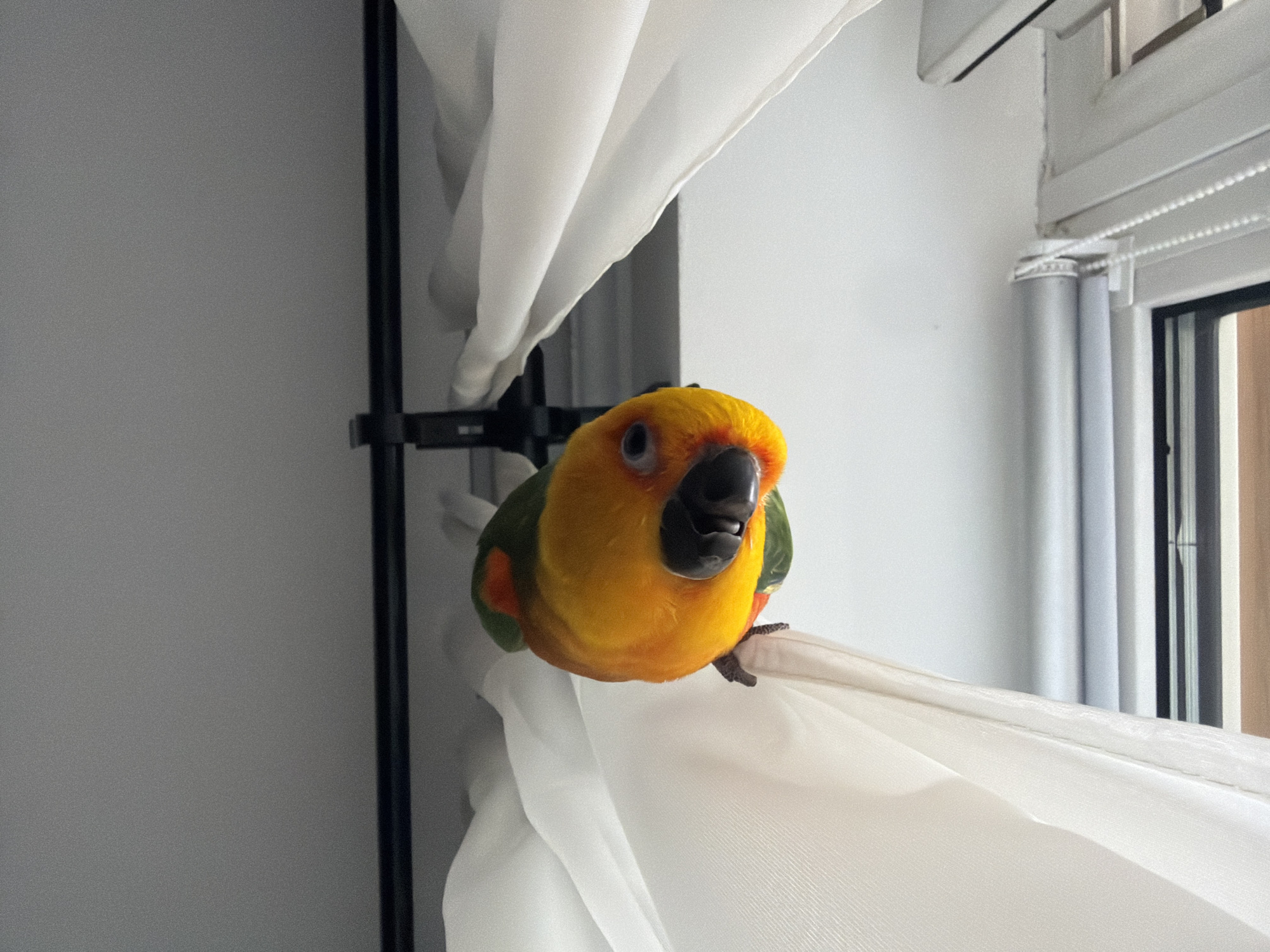 A colorful sun conure parrot is perched on a white curtain near a window. The parrot's head is turned towards the camera, with its bright yellow and orange face prominently displayed. Its black beak is slightly open, and its dark eye is visible. Green feathers are visible on its wings and back. The curtain is sheer and draped, with soft folds and wrinkles. Behind the curtain, a window with blinds is visible, suggesting an indoor setting. The lighting appears to be natural daylight, possibly morning or afternoon. The overall scene is simple and focuses on the bird's presence in its domestic environment. There is no visible text in the image. The location context provided is Khimki, Russia.