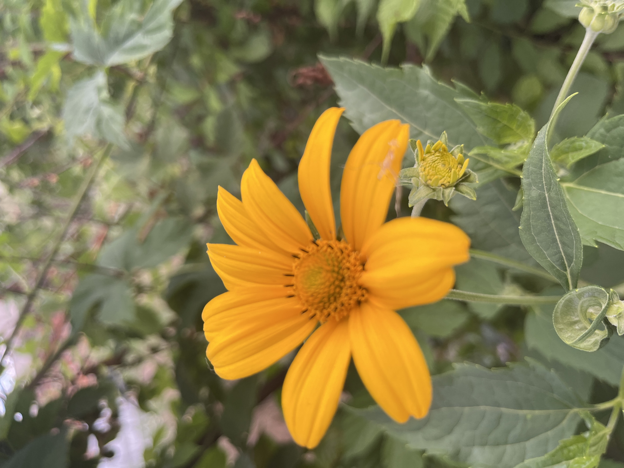 A vibrant yellow daisy-like flower, possibly a type of Coreopsis or similar aster family member, dominates the foreground of this outdoor shot. The flower has eight prominent petals, which are slightly curved and appear to be unfurling. The center of the flower is a circular arrangement of smaller, tightly packed yellow florets. Behind the main flower, a small, closed bud with green sepals is visible, suggesting that more blooms are yet to open.
The background consists of lush green foliage, out of focus, creating a soft bokeh effect. The leaves are varied in shape and size, with some appearing broader and smoother, while others are more elongated and textured. The overall impression is of a garden or natural setting. The lighting appears to be natural daylight, possibly mid-morning or afternoon, given the brightness and the way it illuminates the flower. There are no visible people or animals. The context suggests a temperate climate, consistent with the location of Dnipro, Ukraine. No text is visible in the image. The image is a close-up, focused primarily on the beauty and detail of the single flower.