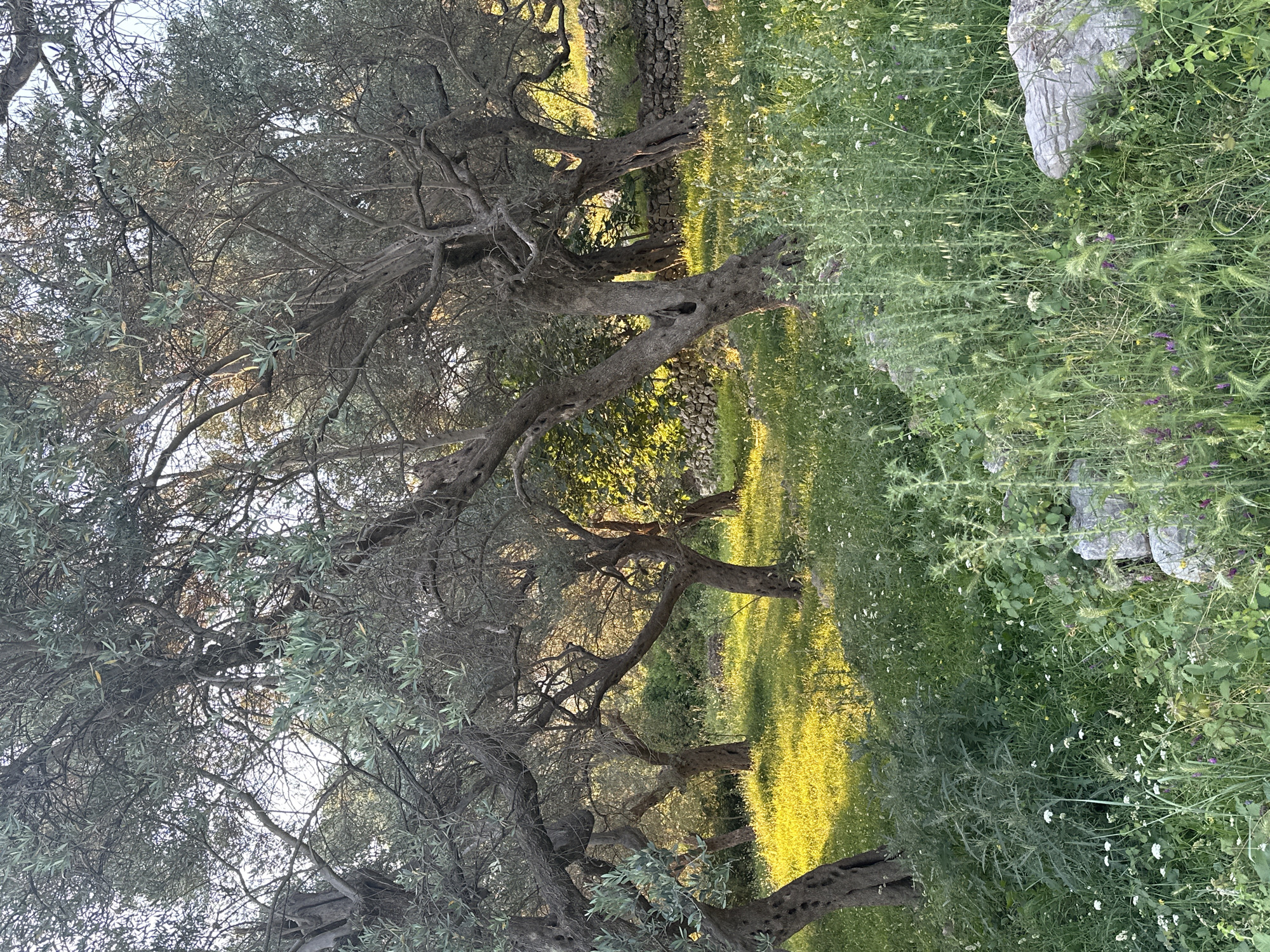 The image shows a scene in Velembusi, Montenegro, featuring several olive trees with gnarled branches and sparse green foliage. Sunlight filters through the trees, creating patches of bright yellow light on the grassy ground. The ground is covered with a mix of grasses and small white and purple flowers. A low stone wall is visible behind the trees, and a few large rocks are scattered among the vegetation. The scene appears to be a rural or agricultural landscape.