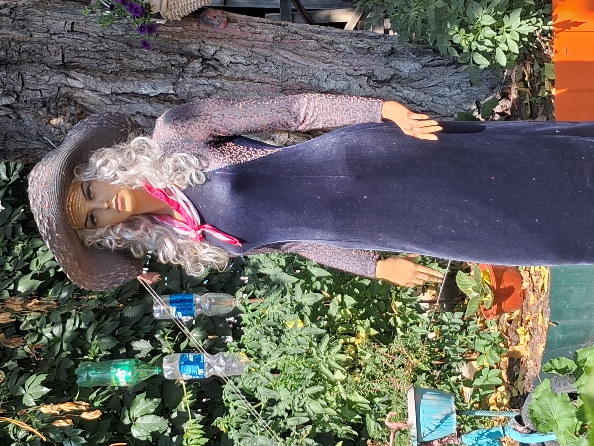 A mannequin dressed in a long, dark blue velvet dress with lace sleeves and a wide-brimmed hat stands outdoors. A pink scarf is tied around its neck. The mannequin is positioned in front of a large tree trunk. Behind the mannequin, green foliage and some hanging plastic bottles are visible. In the foreground, there are potted plants and fallen leaves. The scene appears to be in a garden or yard setting. The location of Semey, Kazakhstan is not evident from the image.