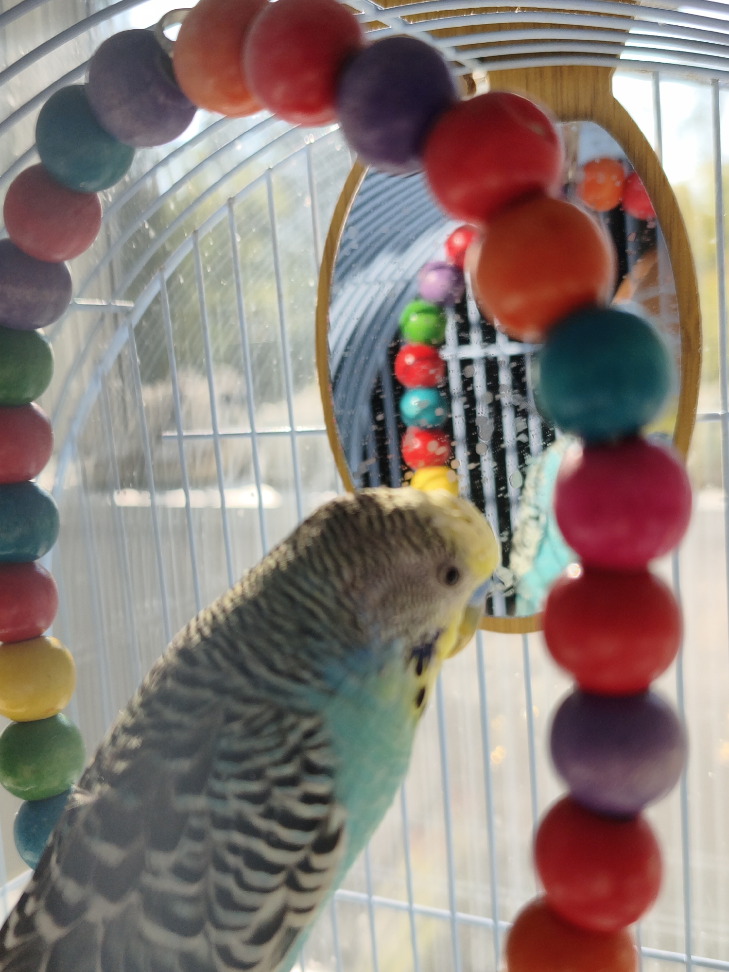 A parakeet is in a cage with a mirror and a toy made of colorful beads. The parakeet is light blue and yellow with black markings. The cage has white bars and a light blue frame. The beads are in a rainbow of colors, including red, orange, yellow, green, blue, and purple. The mirror is oval-shaped and reflects the beads and the parakeet. The background is blurry and appears to be outdoors, with sunlight visible. The image was taken in the city of Chaikovsky, Russia.
