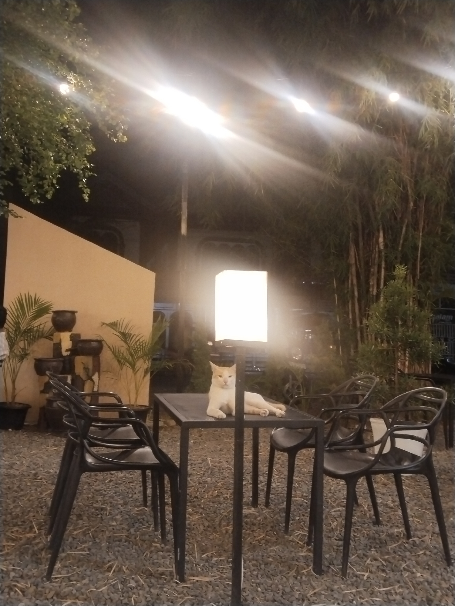 A nighttime scene in Lhokseumawe, Indonesia, depicts an outdoor cafe setting. The ground is covered in small gravel. A black, square table stands center frame with a lamp extending upward from its center. A light-colored cat is lounging on the tabletop. Four black chairs surround the table. In the background, a wall of beige color is visible with potted plants and a tiered fountain. Bamboo trees and other foliage are present behind the table and to the right. String lights are hung overhead.