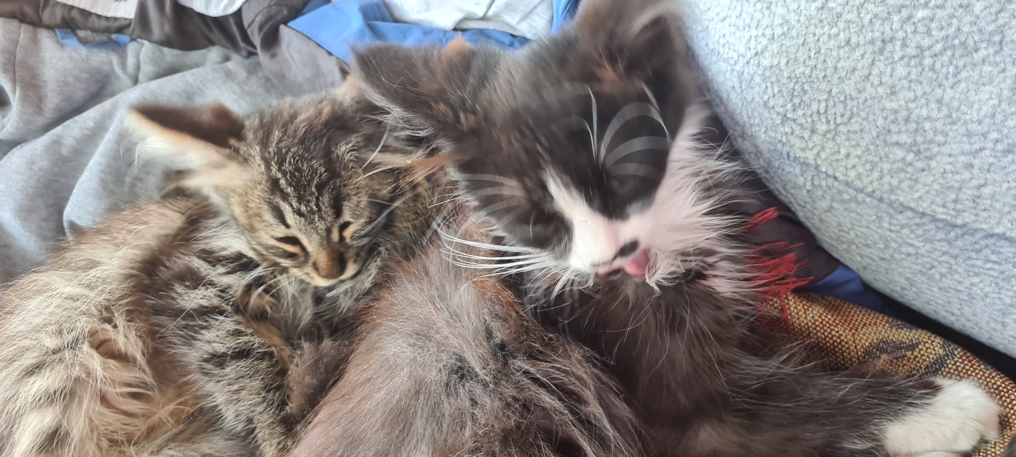 Two cats are asleep together on a soft, light blue surface. The cat in the foreground is black and white with its pink tongue sticking out, and appears to be grooming or licking itself. The cat behind it is a tabby with brown and grey fur. They are nestled together, indicating a comfortable and close relationship. The background is slightly blurred, but appears to be a mix of fabric textures, possibly blankets or clothing. The lighting suggests an indoor setting. There is no visible indication of the location being Belbulak, Kazakhstan.