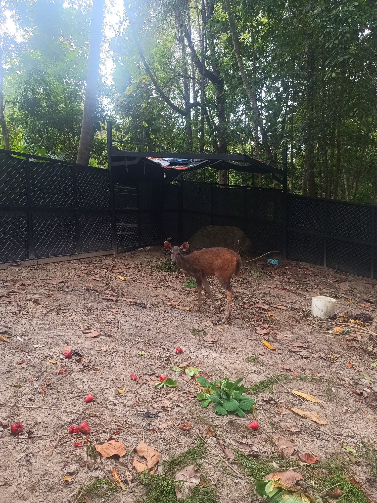 The image depicts a brown deer standing in an enclosure in Baan Thong Nang, Thailand. The enclosure has a black chain-link fence and a shelter-like structure at the rear. The ground within the enclosure is dirt and scattered with red fruit or berries, leaves, twigs, and some patches of mossy green vegetation. A white bucket is present on the right side of the enclosure. Trees and dense foliage surround the enclosure. The lighting appears to be diffuse, suggesting an overcast day.