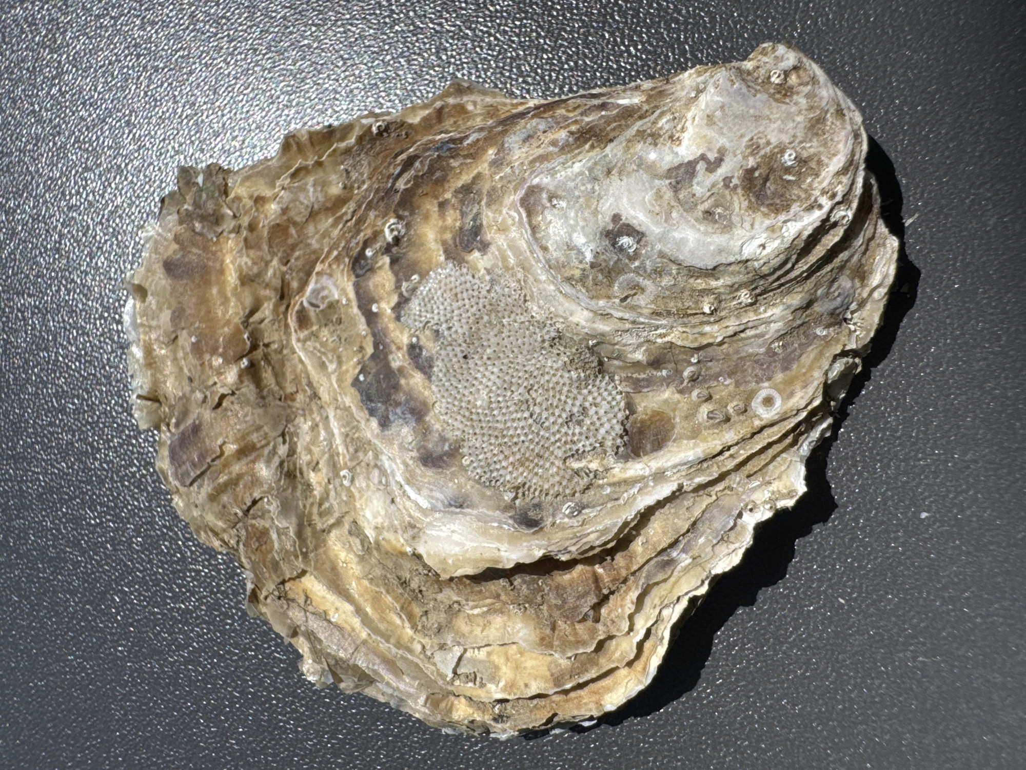 A single oyster shell rests on a textured, dark gray surface. The shell is rough and layered, exhibiting various shades of brown, tan, and white. A patterned area of small, raised dots is visible on the upper right portion of the shell. There are no people or any other objects present in the image. The image does not provide any information about the city of Calp, Spain.