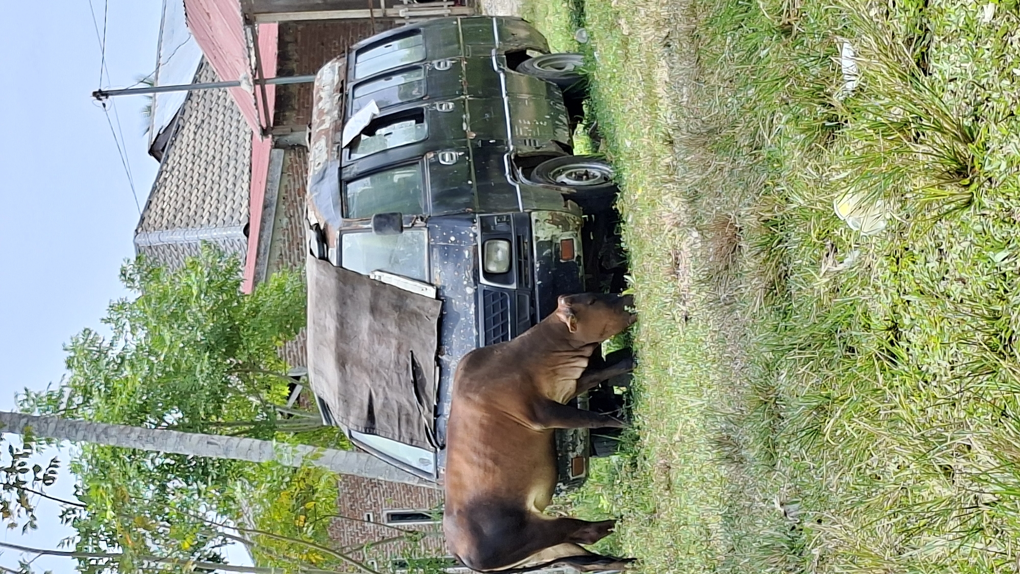 A brown cow grazes on overgrown green grass in front of a dark-colored, aged van. The van has rust and damage, with a tattered brown tarp covering its windshield. The scene appears to be in a rural or semi-urban area in Lhokseumawe, Indonesia, as evidenced by the brick buildings and tiled roofs visible in the background, along with typical tropical vegetation. The overall impression is one of neglect and a blend of rural life with discarded objects.