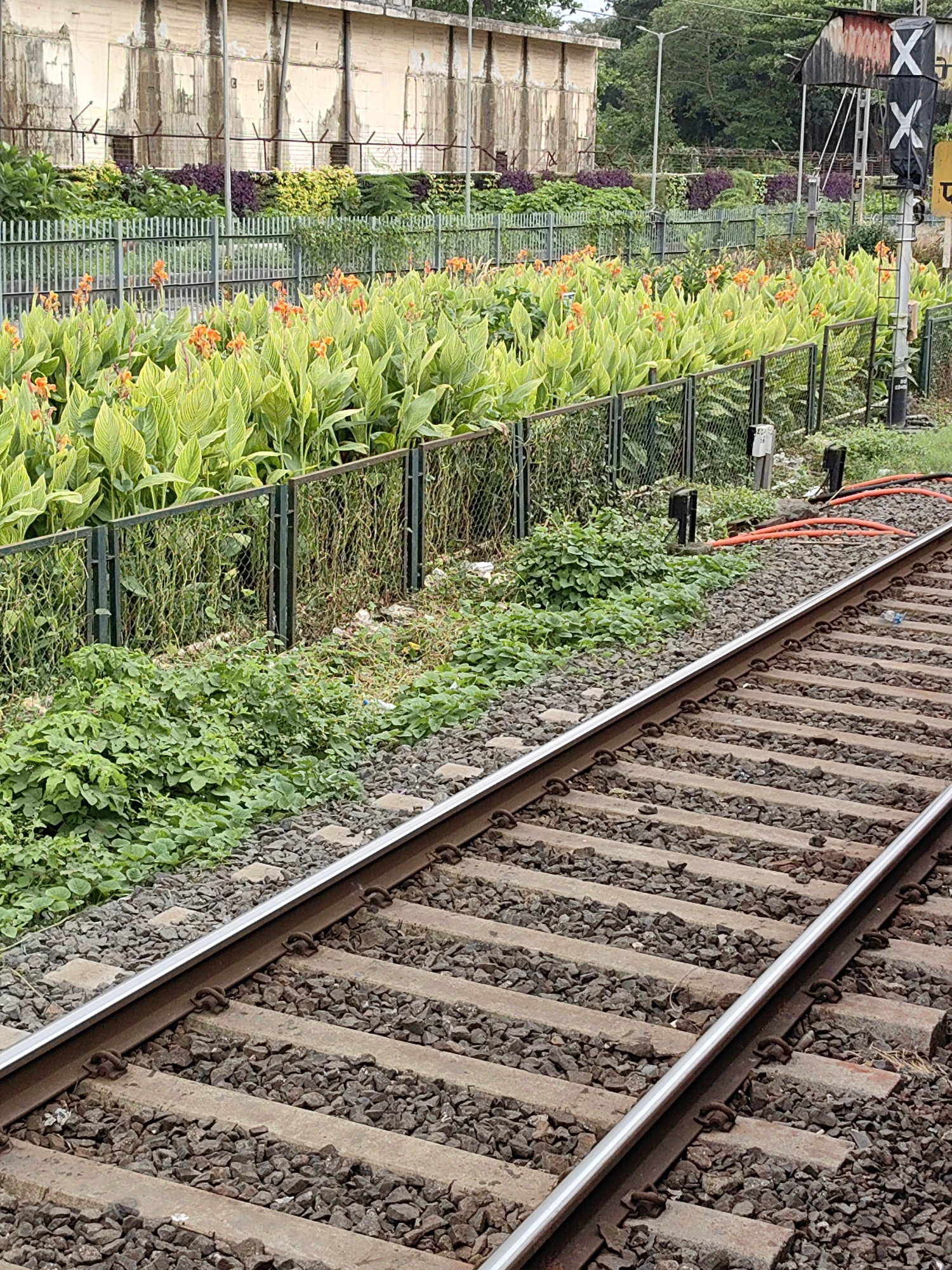 A train track runs diagonally across the foreground of the image, with gravel ballast and wooden sleepers visible. To the left of the tracks, a dense patch of green foliage grows low to the ground. Beyond this, a metal fence encloses a raised garden bed filled with vibrant green plants and numerous orange flowers. In the background, a weathered, beige building with a corrugated metal roof stands adjacent to a concrete structure. A railway signal with two black and white 'X' markings is positioned to the right of the scene. The environment appears to be a railway station or yard, possibly within Mumbai, India, given the presence of such infrastructure and tropical vegetation.