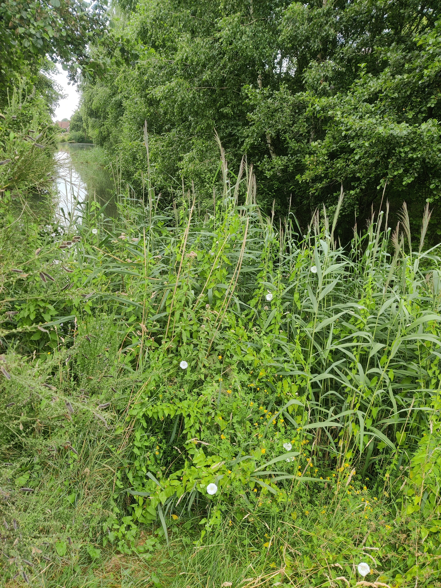 The image depicts a canal or waterway bordered by dense, green vegetation on both sides. Tall reeds and various other plants, including some with small white flowers, dominate the foreground. In the background, a narrow stretch of water reflects the overcast sky, and a red-roofed building with white trim is visible in the distance on the left bank. The right bank of the waterway is densely wooded with mature trees. The scene appears to be an outdoor, natural environment, possibly a park or a rural area. The location is identified as Winterswijk, Netherlands. There are no people or animals visible in the image.