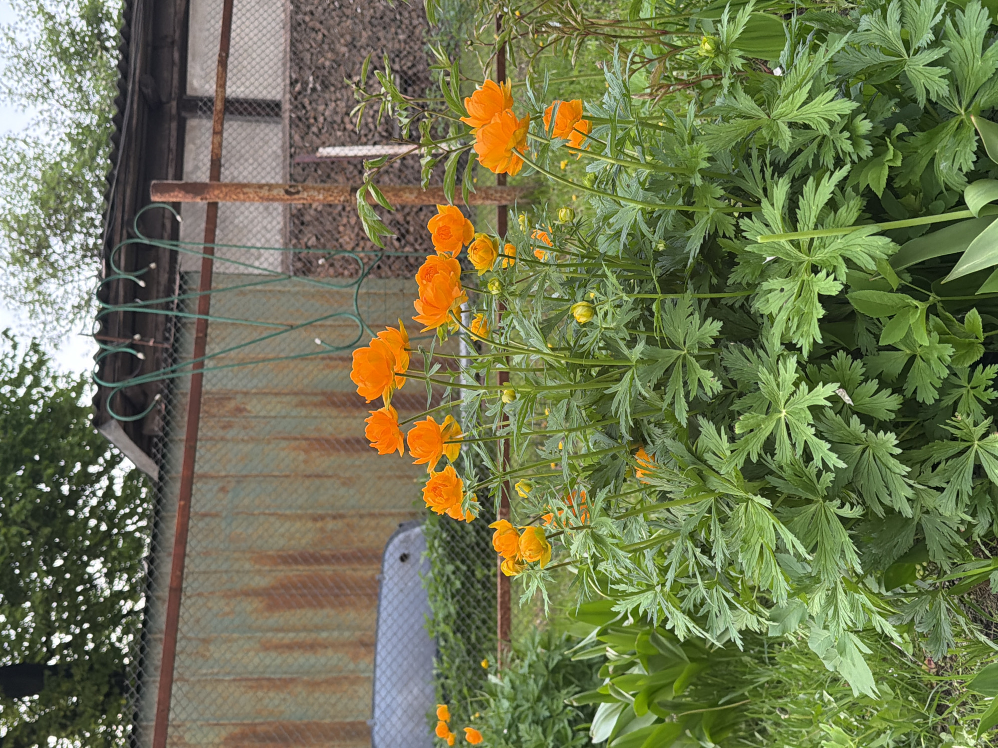 A ground-level outdoor shot depicts orange Trollius flowers adjacent to a building. The flowers are in full bloom, with green foliage surrounding them. The building has rusty metal siding and a green wrought iron fence. The location is believed to be Спас-Заулок, Russia.
