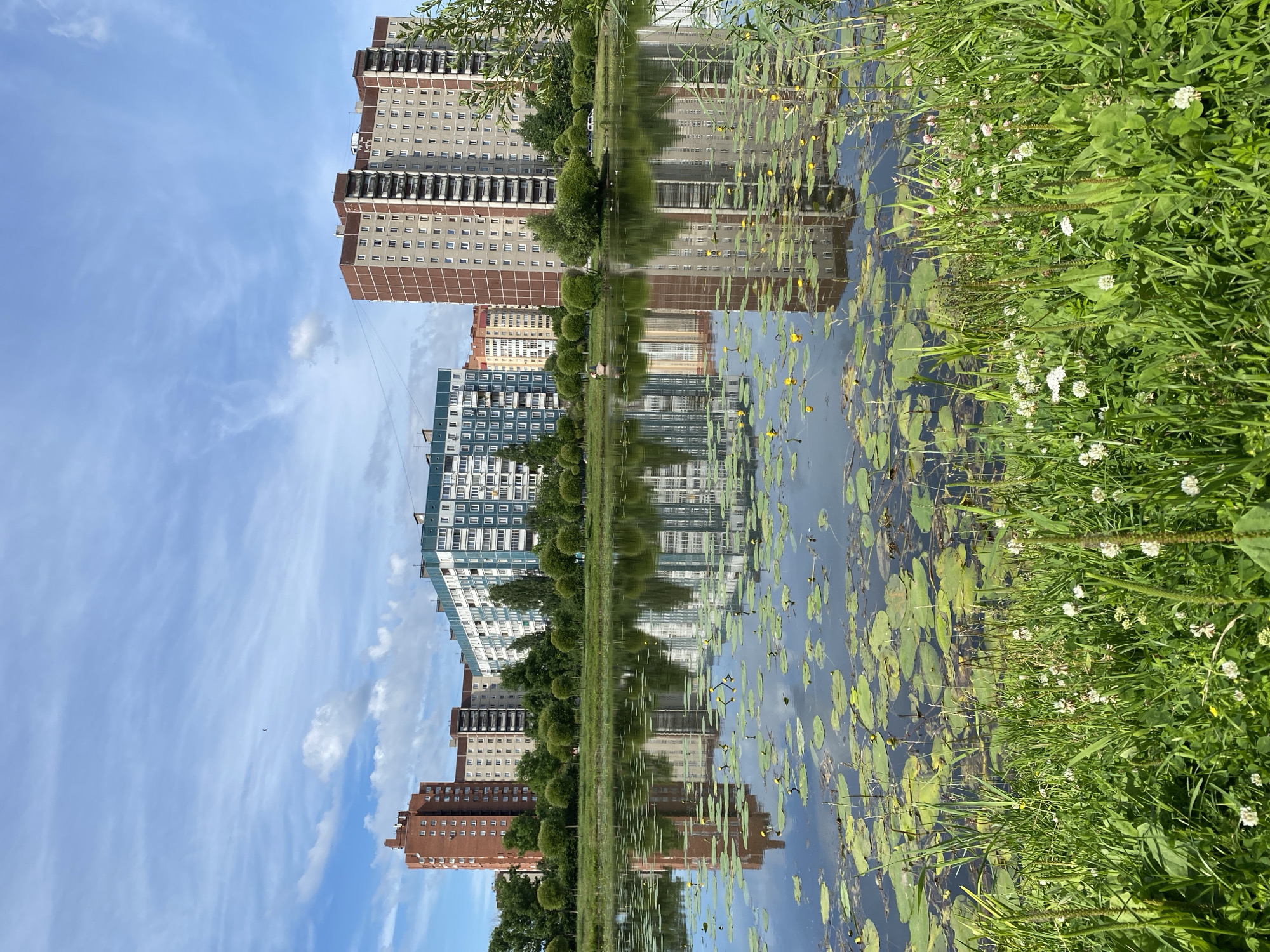 This is a vertical, eye-level, outdoor photograph taken in the city of Saint Petersburg, Russia. The image depicts a calm body of water in the foreground, covered with lily pads and a few yellow water lilies. The water reflects the sky and the buildings in the background. Tall, multi-story residential buildings, typical of Soviet-era architecture, dominate the background. One building is brick-red, while others are lighter colored with a greenish facade on one. Green trees and manicured bushes line the edge of the water, separating it from the buildings. The sky is blue with scattered white clouds. The foreground is lined with lush green grass and small white wildflowers. A single bird is visible in the sky.