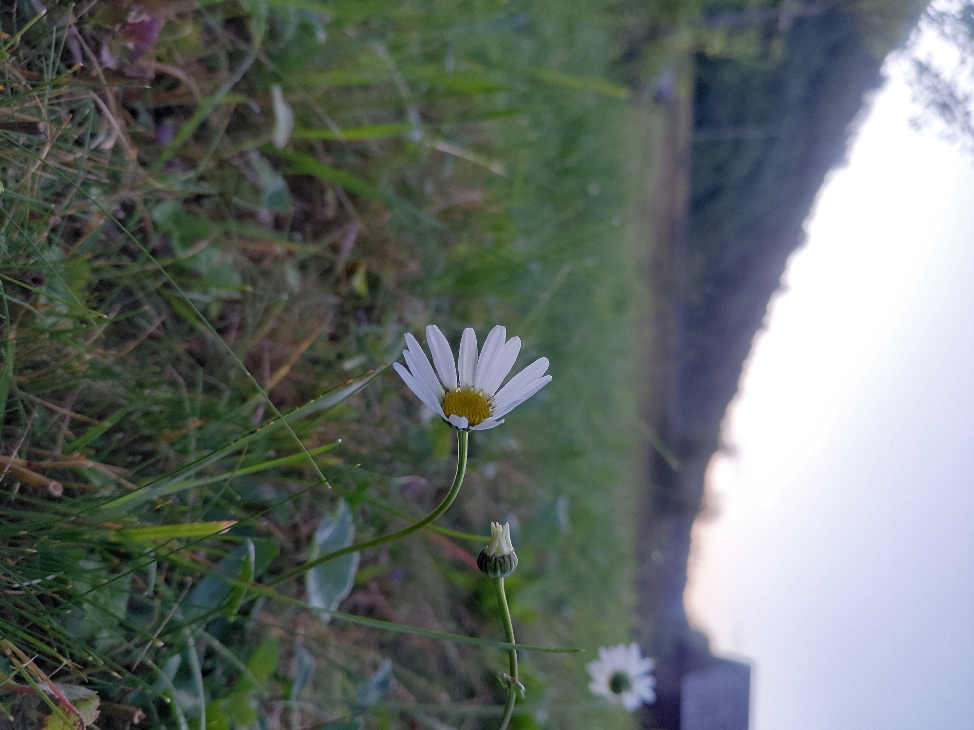 The image depicts a close-up view of a daisy in a grassy field. The daisy is in focus in the foreground, with its white petals and yellow center clearly visible. A flower bud is positioned to the right of the main daisy. In the background, another daisy is out of focus, along with a hint of a wooden structure and a sloping hill covered in vegetation. The sky is a pale blue with a soft gradient, suggesting it might be early morning or late evening. The overall setting appears to be a rural or semi-rural area, potentially in Chernyk, Ukraine, given the context.