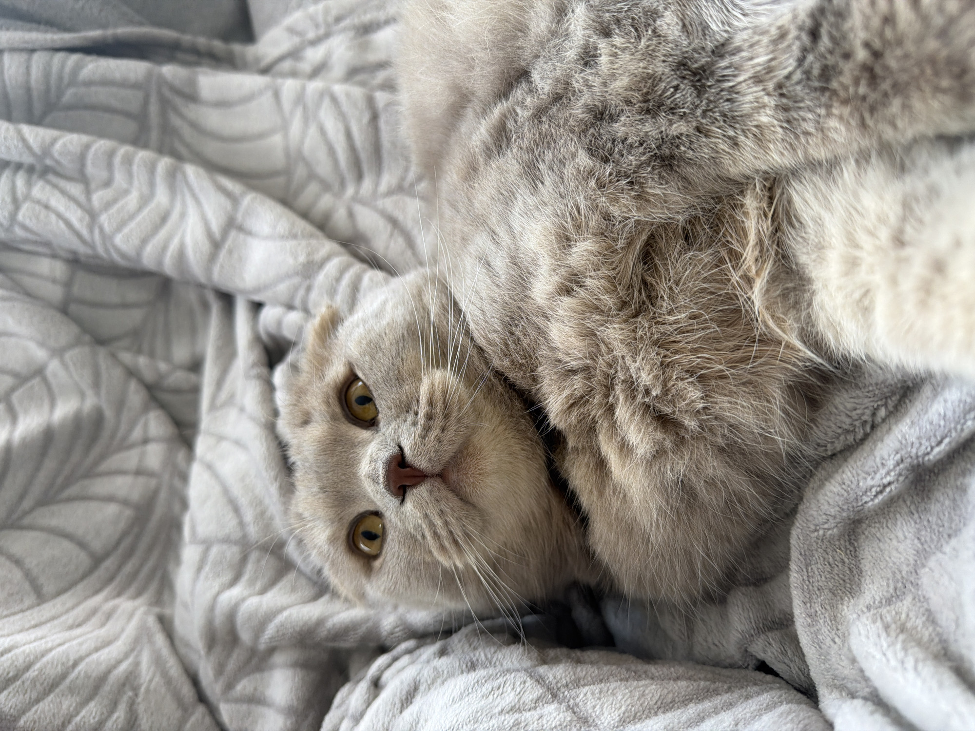 A medium shot captures a light grey and cream-colored cat lying on a light grey blanket with a geometric pattern. The cat is lying on its back, with its head tilted towards the viewer. Its eyes are open, and it appears to be looking directly at the camera. The lighting is soft and diffused. There is no indication of the location being Chaikovsky, Russia.