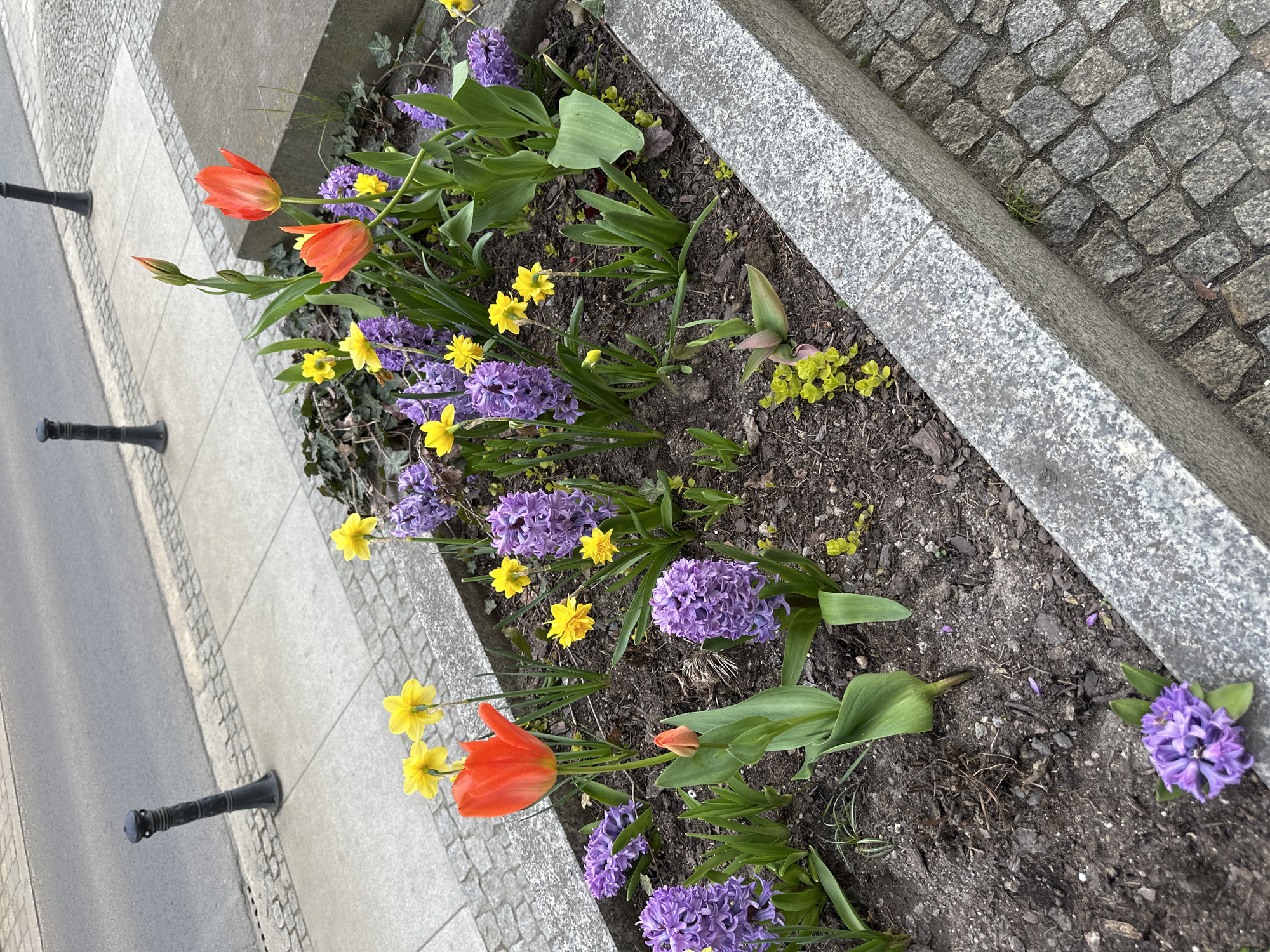 The image shows a flower bed planted with tulips, daffodils, and hyacinths, located in Wrocław, Poland. The flower bed is bordered by a gray stone edge and the pavement of a street. Orange tulips, yellow daffodils, and purple hyacinths are visible. The pavement is gray and has black bollards spaced along the edge. The flower bed contains dark soil. A cobblestone surface is present behind the flower bed. The scene appears to be outdoors on a cloudy day.