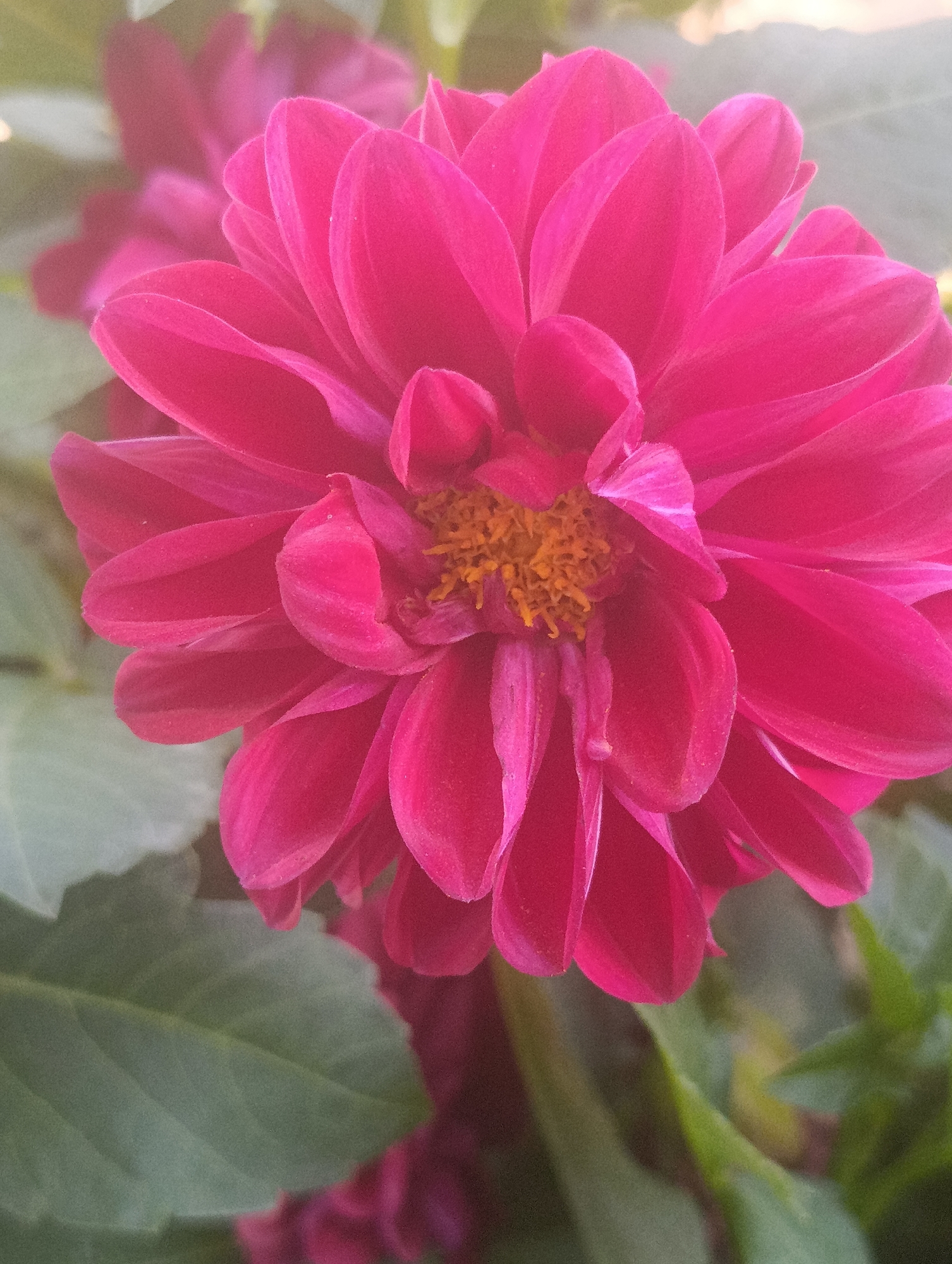 A close-up, high-angle shot features a bright pink dahlia flower in full bloom. The dahlia's numerous petals radiate outwards, forming a complex, layered structure. The center of the flower reveals a cluster of yellow stamens, adding a contrasting color to the vibrant pink. The petals are velvety in texture, with subtle variations in light and shadow highlighting their curves. In the background, blurred green leaves and other partially visible pink flowers suggest a garden setting. The overall impression is one of natural beauty and delicate detail. The image does not contain any elements that would indicate a specific location in Kochkor, Kyrgyzstan.