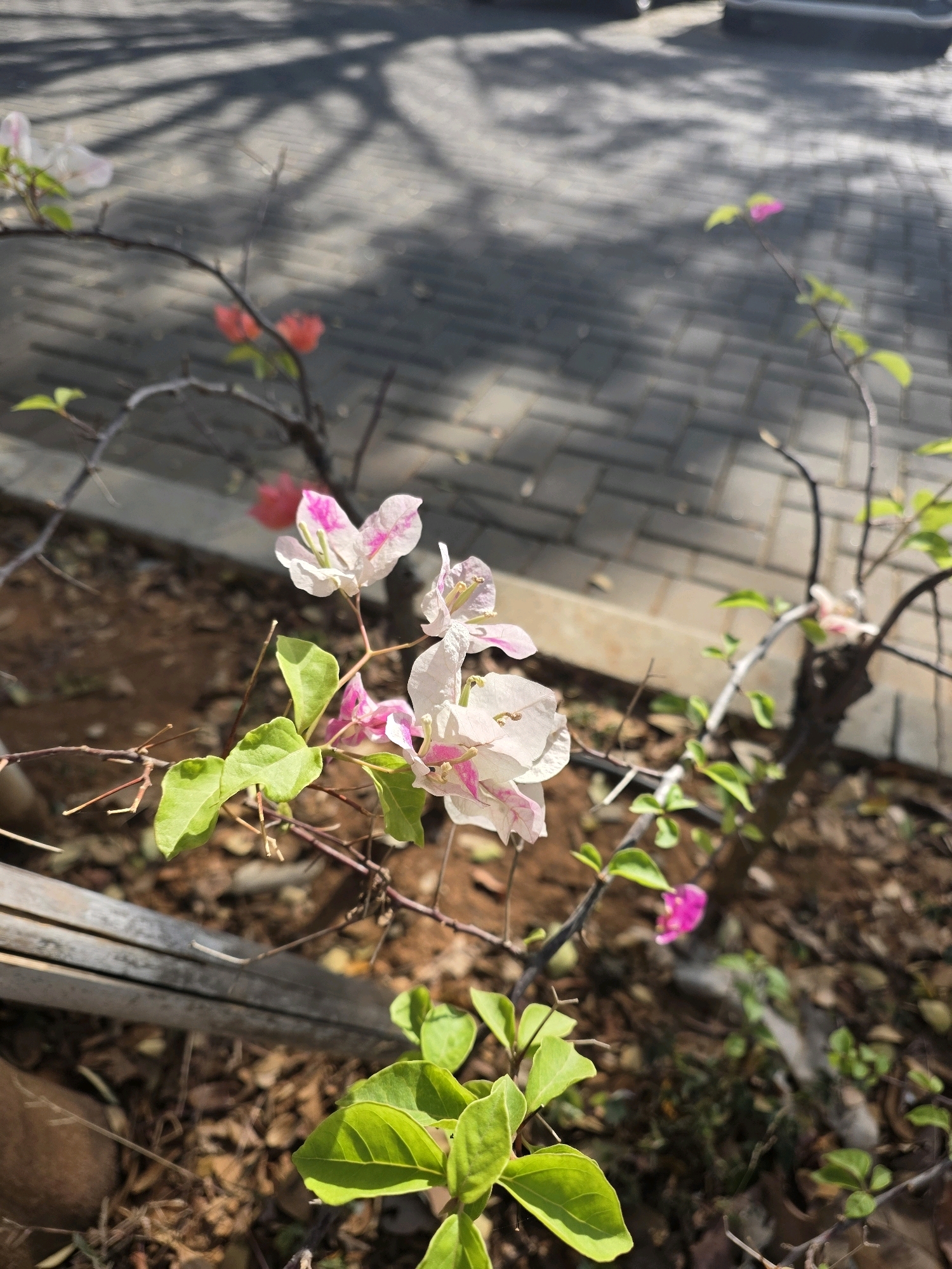 The image shows a close-up of pink and white bougainvillea flowers with green leaves, set against a blurred background of patterned paving stones and a shadow cast by branches. The scene is outdoors, possibly in a garden or public space. There are no people visible in the image. The lighting suggests it is daytime, with sunlight creating distinct shadows on the ground. The ground itself is covered with dry leaves and soil. A metallic railing or bar is visible in the lower left corner of the image. The overall impression is one of natural beauty juxtaposed with urban elements. This scene could be located in a park or a residential area within the city of Bandung, Indonesia, where bougainvillea is a common ornamental plant.