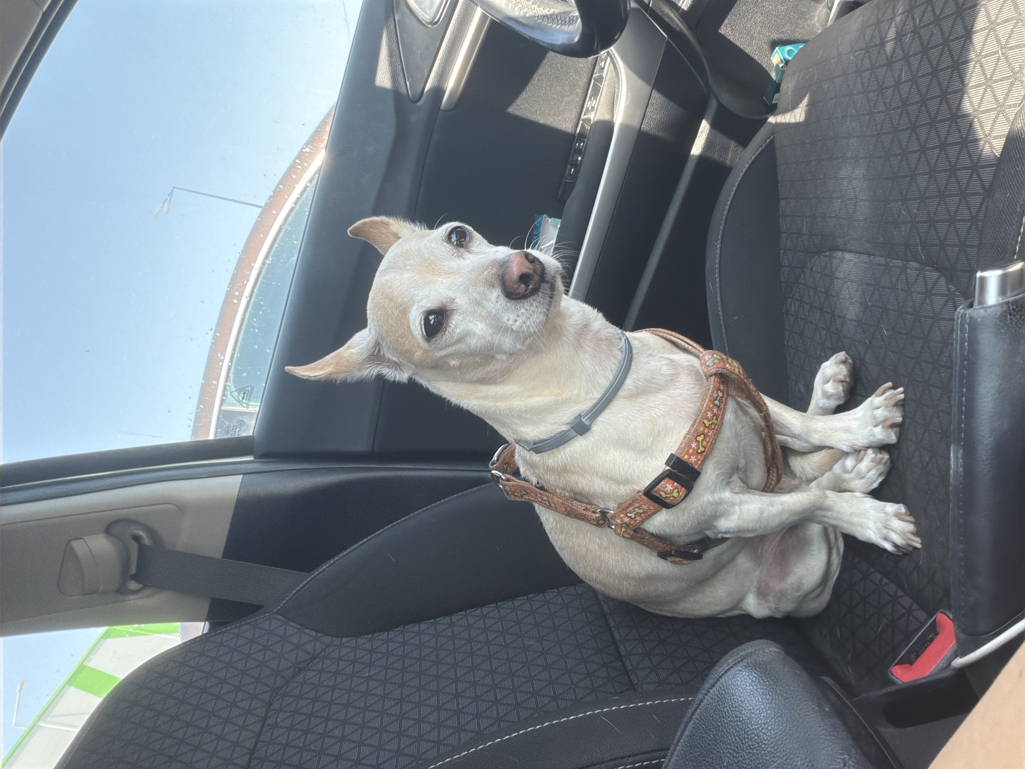 A light-colored dog with pointed ears and a patterned harness sits attentively on the passenger seat of a car. The car's interior is visible, including the black fabric of the seat, the door panel, and a portion of the steering wheel. Sunlight streams in through the windows, casting shadows on the seat. In the background, through the car's windows, a bright blue sky and glimpses of buildings or structures can be seen. The image appears to have been taken during the day. The context provided states the location is the city of Pazardzhik, Bulgaria.