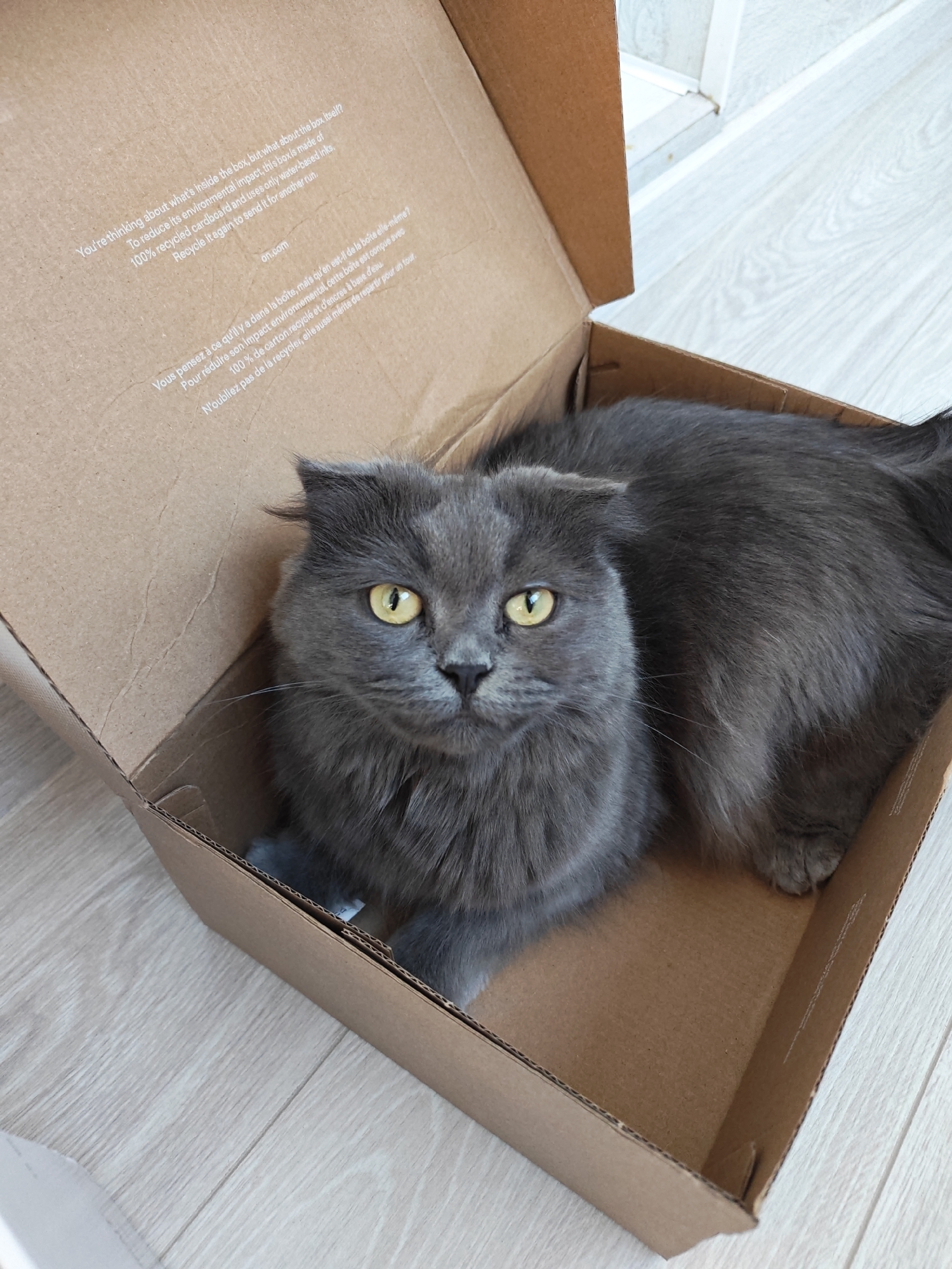 A fluffy, gray cat with bright yellow eyes is sitting in a cardboard box. The box has text printed on the inside, indicating it is made of 100% recycled cardboard and uses water-based inks, and encourages recycling. The cat's ears are folded down. The background shows a light-colored wooden floor and a white baseboard. The image does not contain any information about the city of Bataysk, Russia.