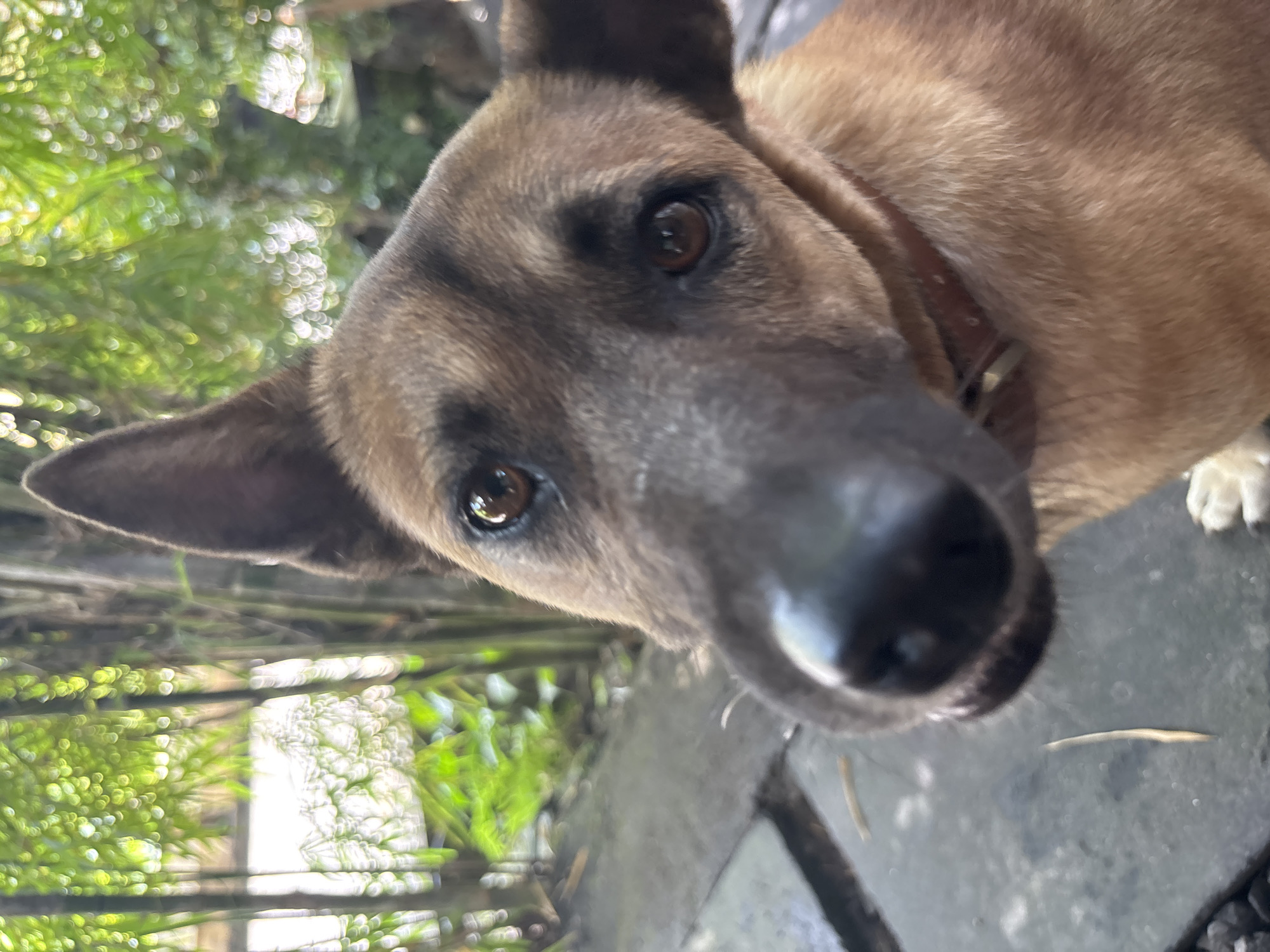 A close-up photograph shows a tan and brown dog with erect ears, a black nose, and brown eyes, wearing a collar. The dog is looking directly at the camera. The background is blurred, showing greenery including what appears to be bamboo and stone paving. The scene is outdoors, likely in Kuta Selatan, Indonesia, based on the location.