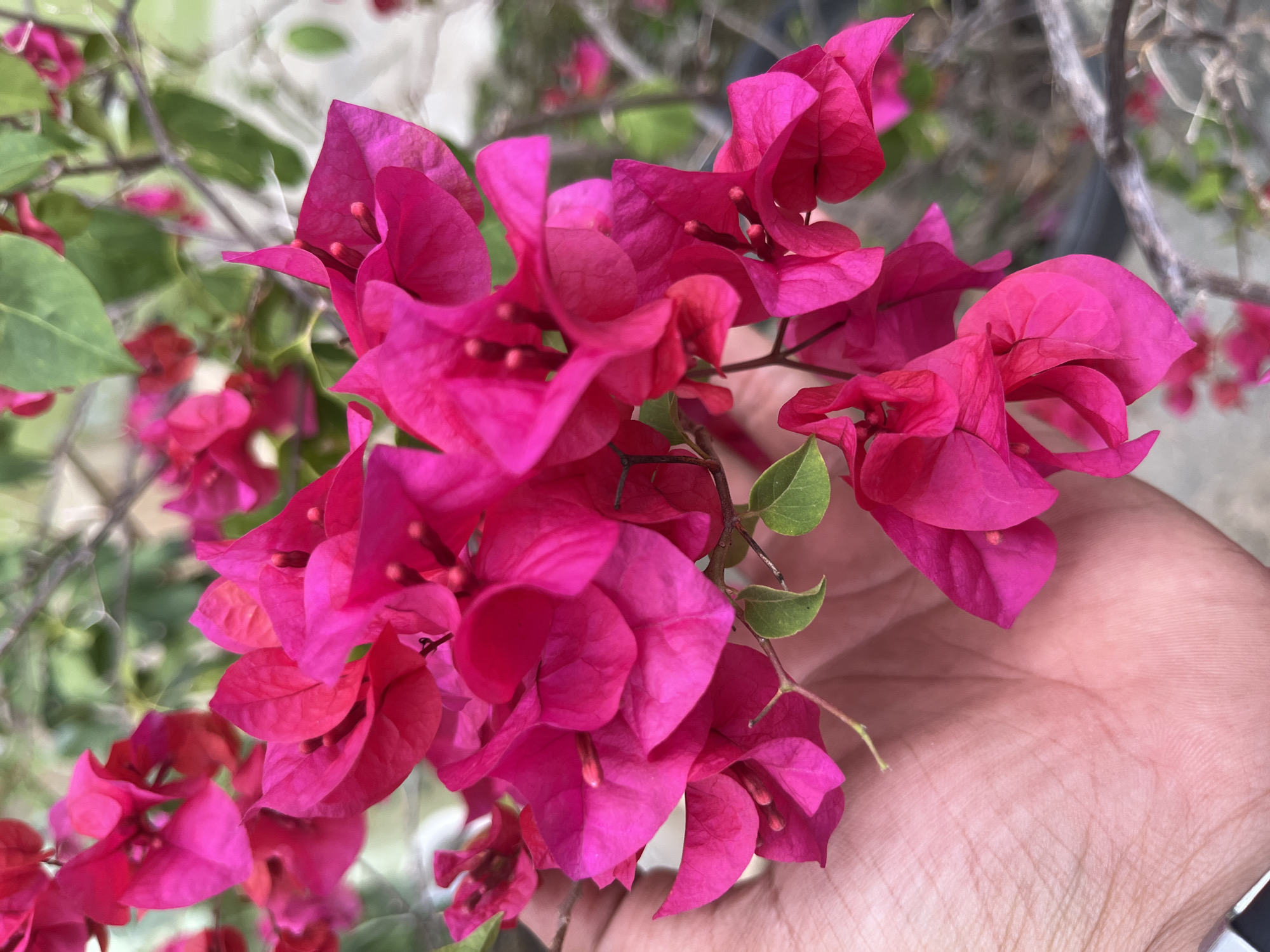 A close-up shot of a cluster of bright pink bougainvillea flowers being held in a person's hand. The flowers are the dominant element, filling much of the frame. Several small green leaves are interspersed among the flowers. The background is blurred, showing glimpses of foliage and branches, suggesting the flowers are still attached to the plant. The texture of the person's hand is visible, and a silver object is seen. The image appears to be taken outdoors in Keudematangkuli, Indonesia.