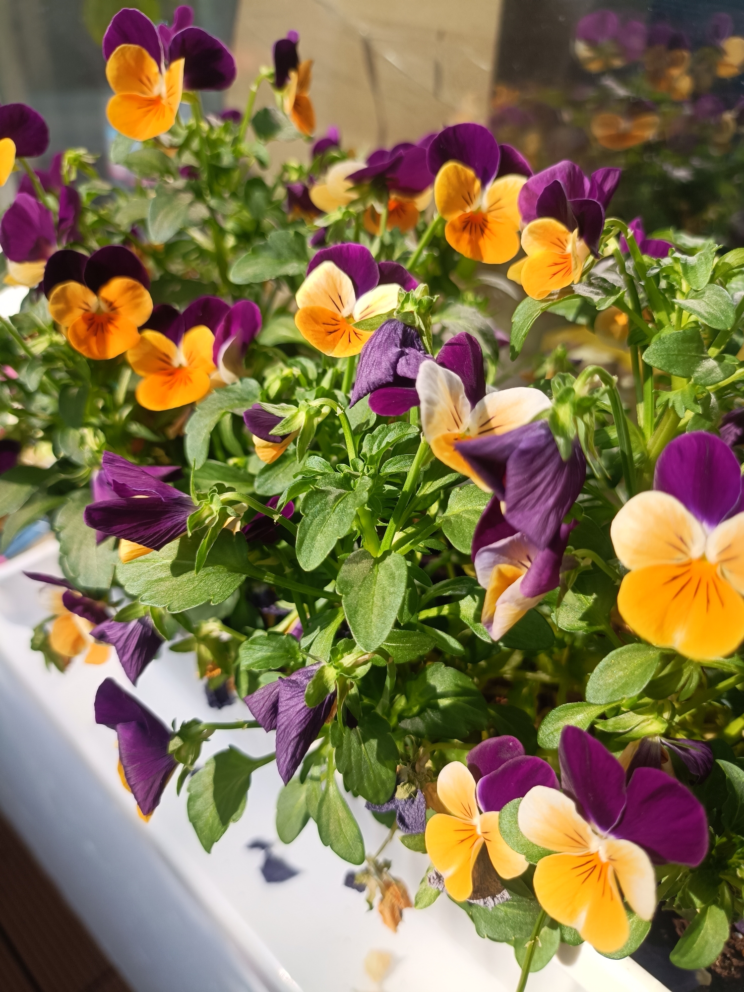 This media file presents a vibrant close-up of a planter filled with blooming pansy flowers, captured in bright daylight, likely in Plovdiv, Bulgaria. The central subjects are numerous pansies (Viola x wittrockiana) displaying a rich palette of colors, predominantly deep purple, vivid orange, and soft yellow. Many flowers exhibit a striking bicolour pattern, with dark purple upper petals contrasting sharply with bright orange or yellow lower petals. The lush green leaves and stems form a dense backdrop, indicating healthy plant growth.
The flowers are in various stages of bloom, showcasing their delicate petals and distinct markings. Bright, natural sunlight illuminates the scene, casting subtle shadows on the leaves and a white, possibly ceramic or plastic, planter visible along the bottom and left side of the frame. This suggests clear and sunny weather, likely during the morning or afternoon hours.
The background is softly blurred but shows a reflective surface, possibly a window, reflecting abstract shapes and light, hinting at a setting near a building or overlooking an outdoor area. There are no human subjects or visible text within the image. The overall impression is one of natural beauty, freshness, and the cheerful vibrancy of blooming flowers in a sunny environment.