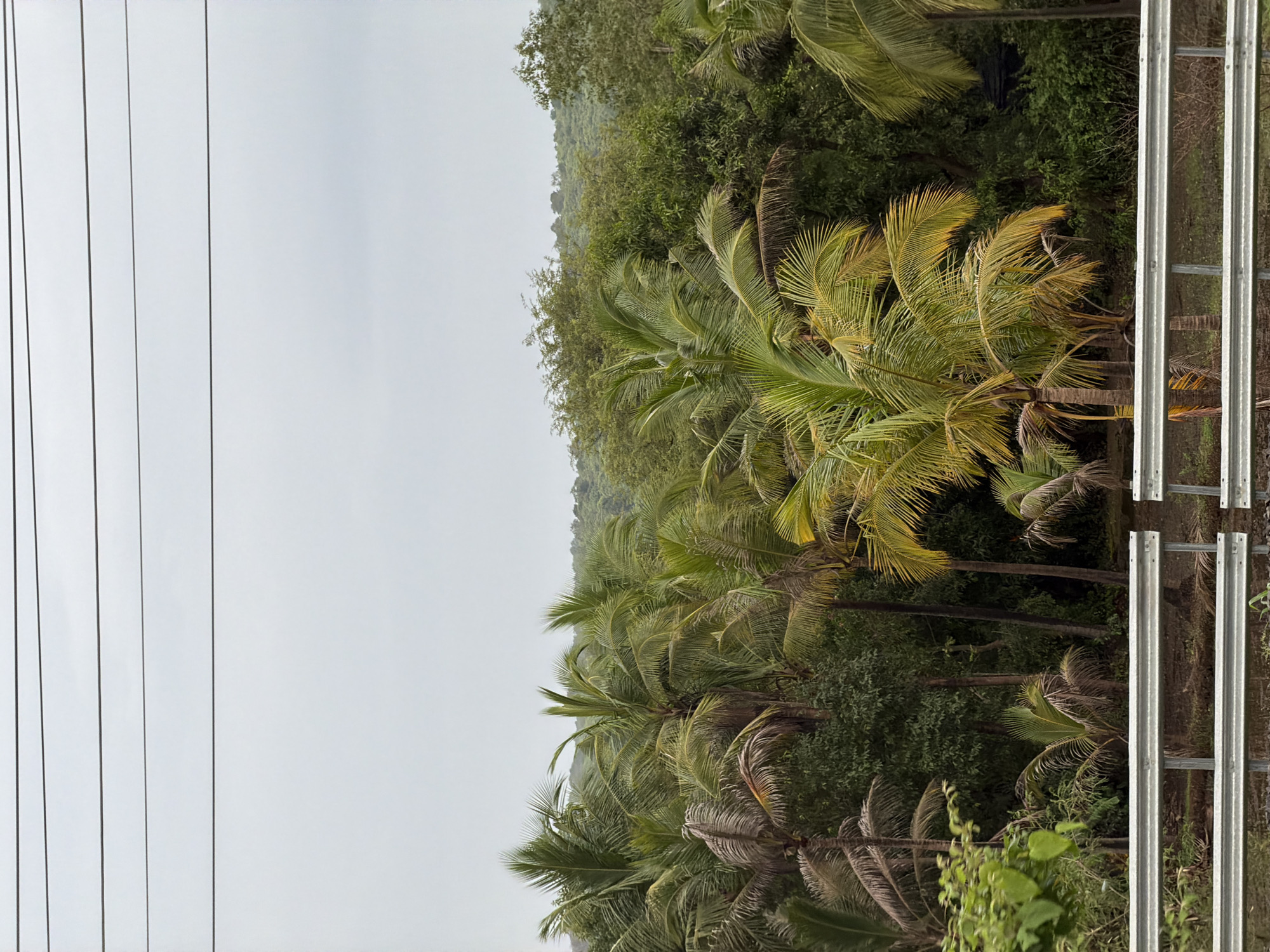 The image depicts a dense tropical forest dominated by numerous palm trees, with some exhibiting dry fronds. The vegetation extends to the horizon, where a hazy, tree-covered hill is visible. Above the trees, a pale, overcast sky is crossed by four parallel electrical wires. In the foreground, a metallic guardrail with horizontal bars separates the viewer from the natural landscape. The scene suggests a location in a humid, possibly coastal region, consistent with the climate of Vasai-Virar, India, which is known for its lush greenery and proximity to the Arabian Sea. There are no people or animals visible in the frame. The overall impression is one of natural abundance under a muted sky.