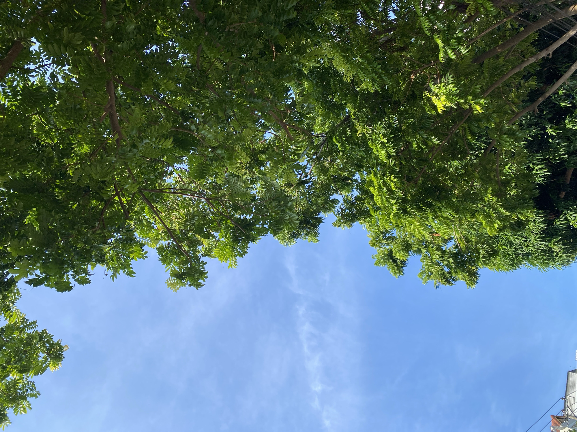 The image shows a view of lush green trees against a bright blue sky with wispy clouds. The trees occupy the right side of the frame, their branches and leaves creating a dense canopy that partially obscures the sky. The perspective is looking upwards, highlighting the expanse of the sky and the vibrant foliage. The lower left corner of the image shows the tops of buildings, suggesting an urban environment. The scene is lit by sunlight, creating natural highlights and shadows on the leaves and branches. The overall impression is one of a sunny day with abundant greenery in an urban setting. Based on the visual cues of architecture and vegetation, this scene is likely located in the city of Nha Trang, Vietnam.