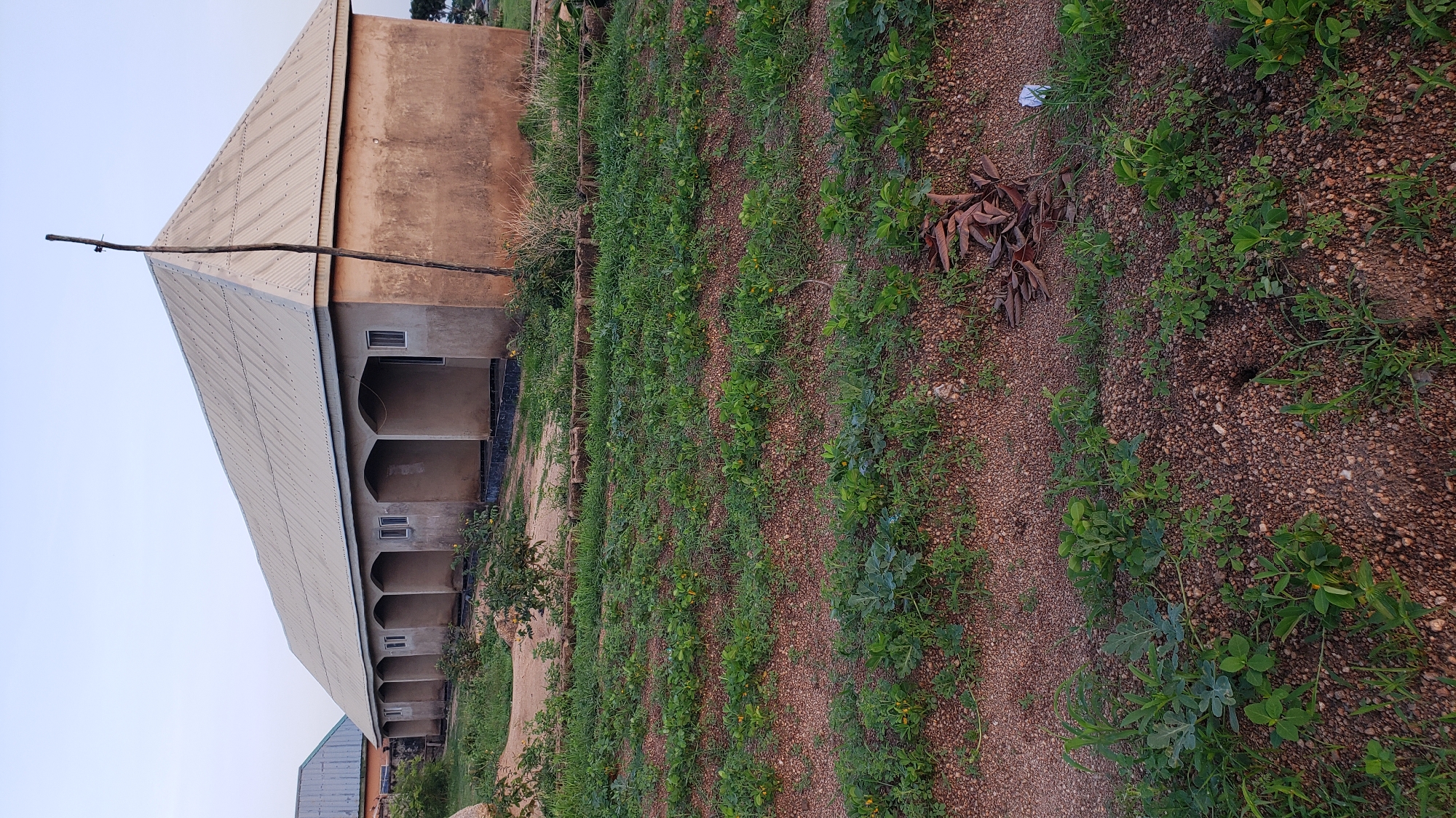 The image shows a long, single-story building with a corrugated metal roof that slopes downwards. The building has a facade with several arched openings, each with a window. The walls are made of a rough, tan-colored material. In front of the building is a dirt area with rows of small green plants, suggesting a garden or cultivated field. A tall, thin wooden pole stands vertically near the right side of the building. To the left of the main building, a portion of another building with a similar metal roof is visible. The overall scene appears to be an outdoor, possibly rural or semi-rural, setting under a clear sky, likely during daylight hours.