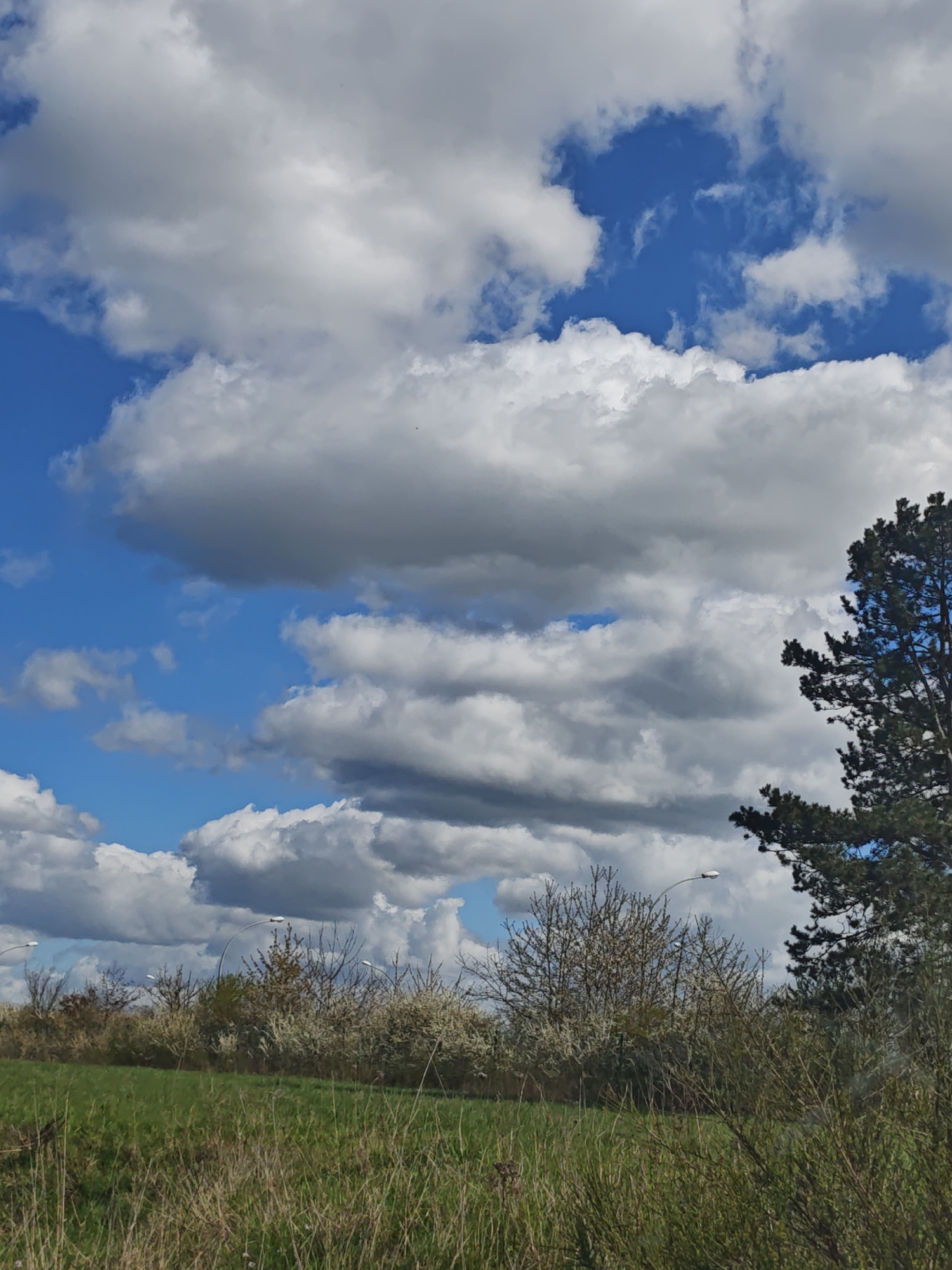 The image depicts a landscape in Leudelange, Luxembourg, under a partly cloudy sky. The foreground features a field of tall grass and low shrubs. A row of flowering trees with white blossoms stands behind the field. Several streetlights are visible amongst the trees. To the right, a tall pine tree occupies the edge of the frame. The sky is filled with a mix of blue patches and large, puffy white clouds.