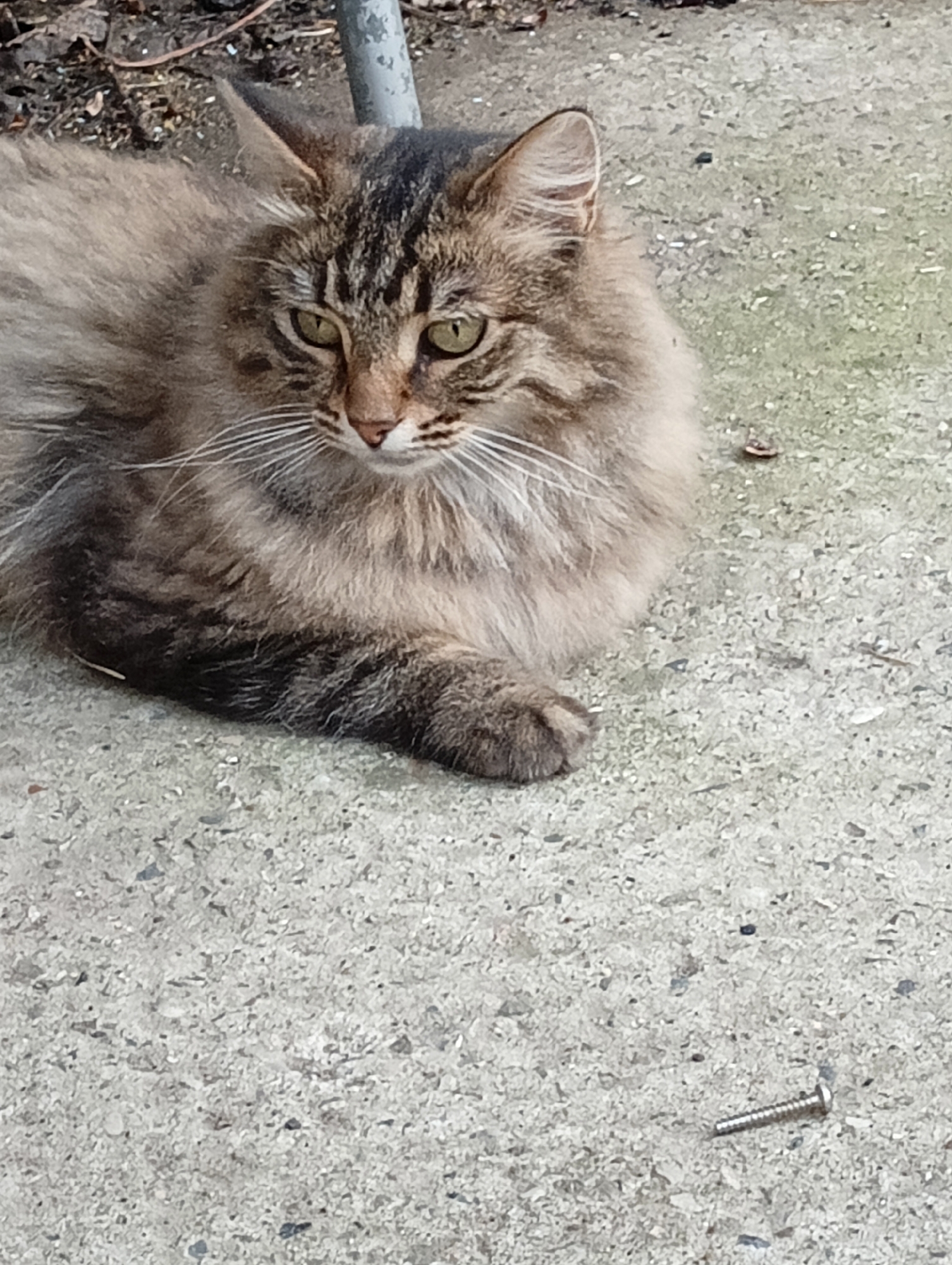 The image shows a close-up, eye-level view of a long-haired, tabby cat lying on a concrete surface. The cat is predominantly brown and black with white whiskers. Its eyes are green and it is looking to the left of the frame. The cat's left front paw is visible and extended slightly forward. In the lower right quadrant of the image, a single silver screw is lying on the concrete. The background consists of more concrete and some dried leaves and debris. The scene appears to be outdoors, possibly in a yard or alleyway. There are no people visible in the image.