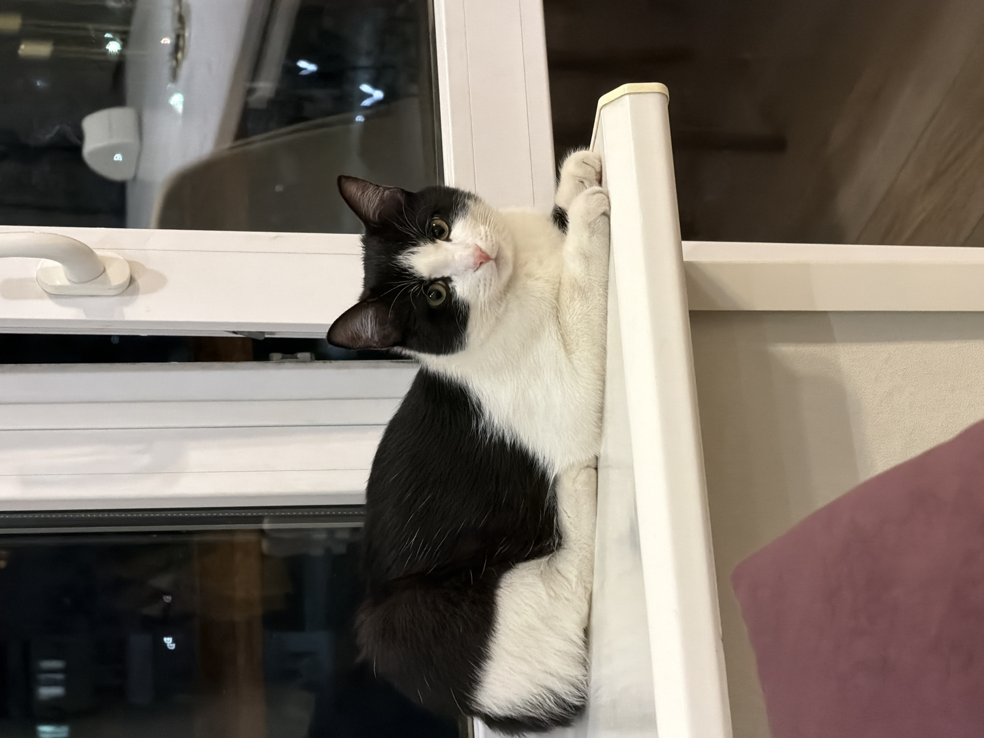 A black and white cat is clinging to a white, vertical support. The cat's head is tilted to the left, looking at the viewer. The location is indoors and appears to be by a window. The specific location in Chaikovsky, Russia, is not discernible from the image.