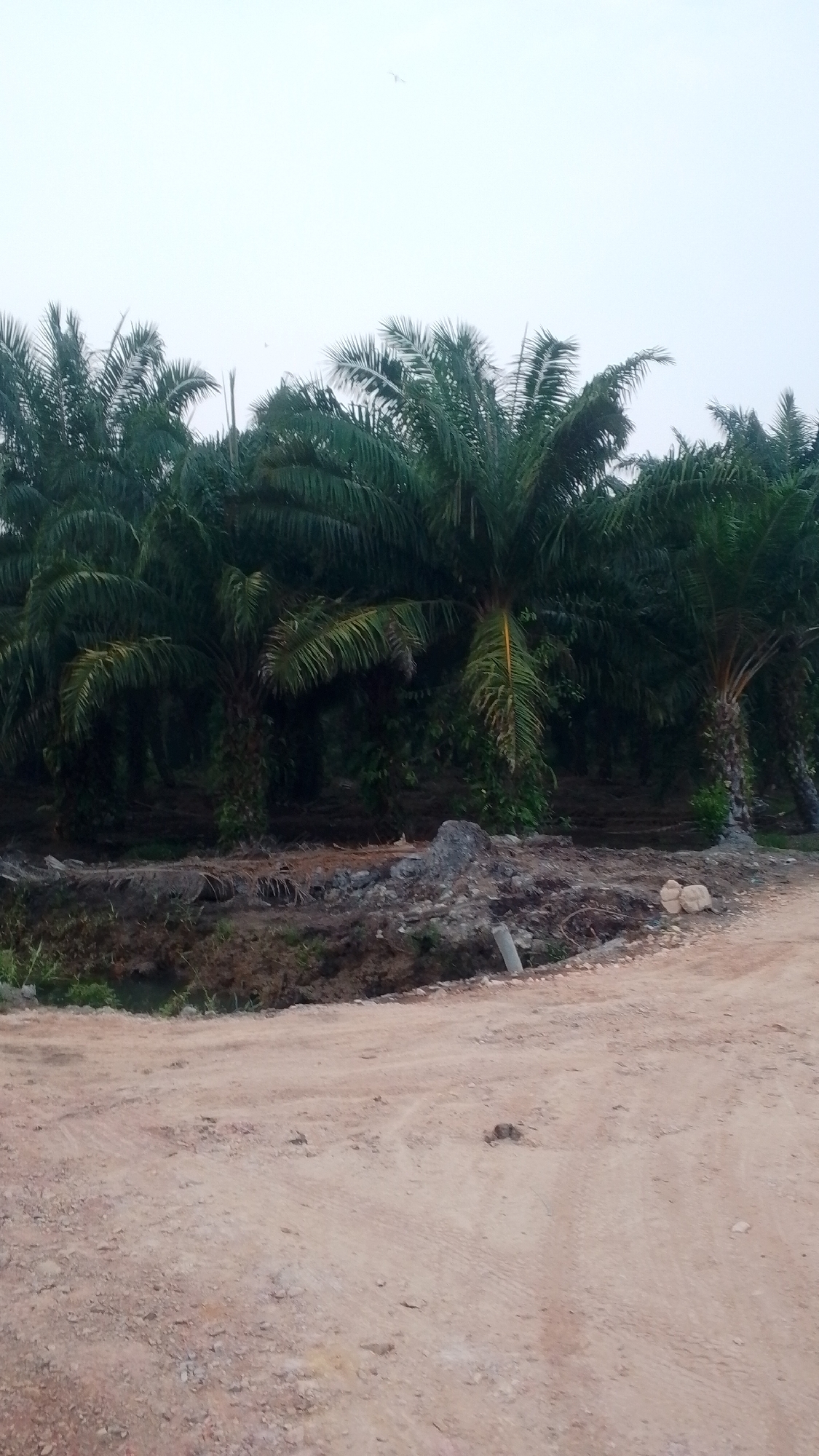 The image shows a dirt road in front of a palm oil plantation, likely located in or near Ambawang, Indonesia, given the context of palm oil production in the region. The plantation consists of numerous palm trees with lush green fronds. A trench or ditch is visible on the left side of the road, adjacent to the plantation, with some muddy soil and debris. The road itself is unpaved, with tire tracks indicating recent vehicular use. The sky is overcast, suggesting a cloudy or hazy day. There are no people or animals clearly visible in the image. The scene depicts a rural or semi-rural agricultural landscape, potentially undergoing development or maintenance.
