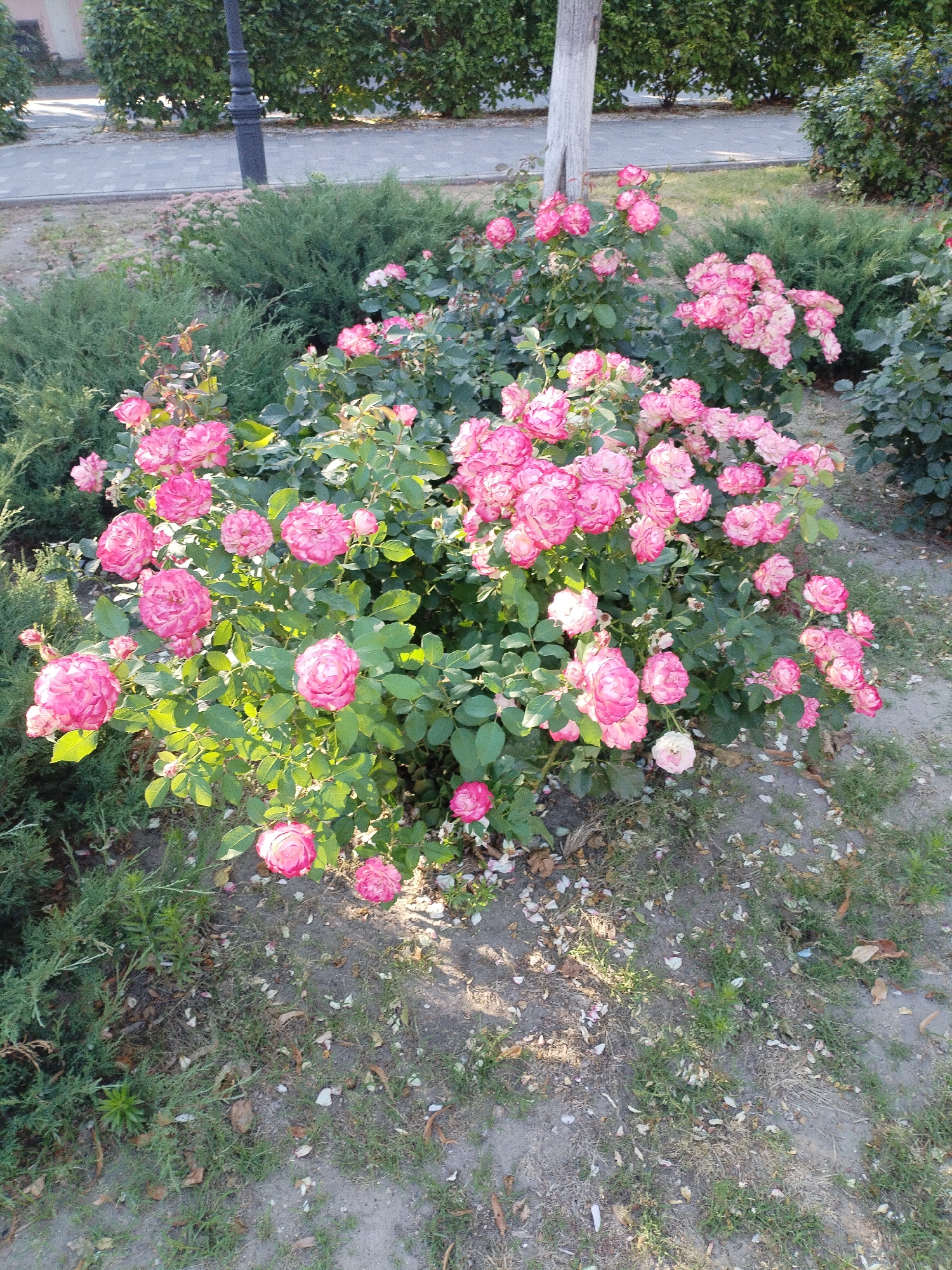 The image shows a close-up view of a rose bush with many pink roses in full bloom. The roses are a vibrant pink with lighter pink or white edges on their petals. They are clustered together on green stems with lush foliage. The bush is planted in a garden bed with surrounding greenery and a path made of light-colored paving stones visible in the background. A dark lamppost and a section of a dense green hedge are also present in the background. The ground around the rose bush is covered with dry leaves, fallen rose petals, and some sparse grass. The scene appears to be an outdoor public space, possibly a park or garden within the city of Azov, Russia. There are no people or animals visible in the image. The lighting suggests it is daytime, with sunlight casting shadows on the ground.