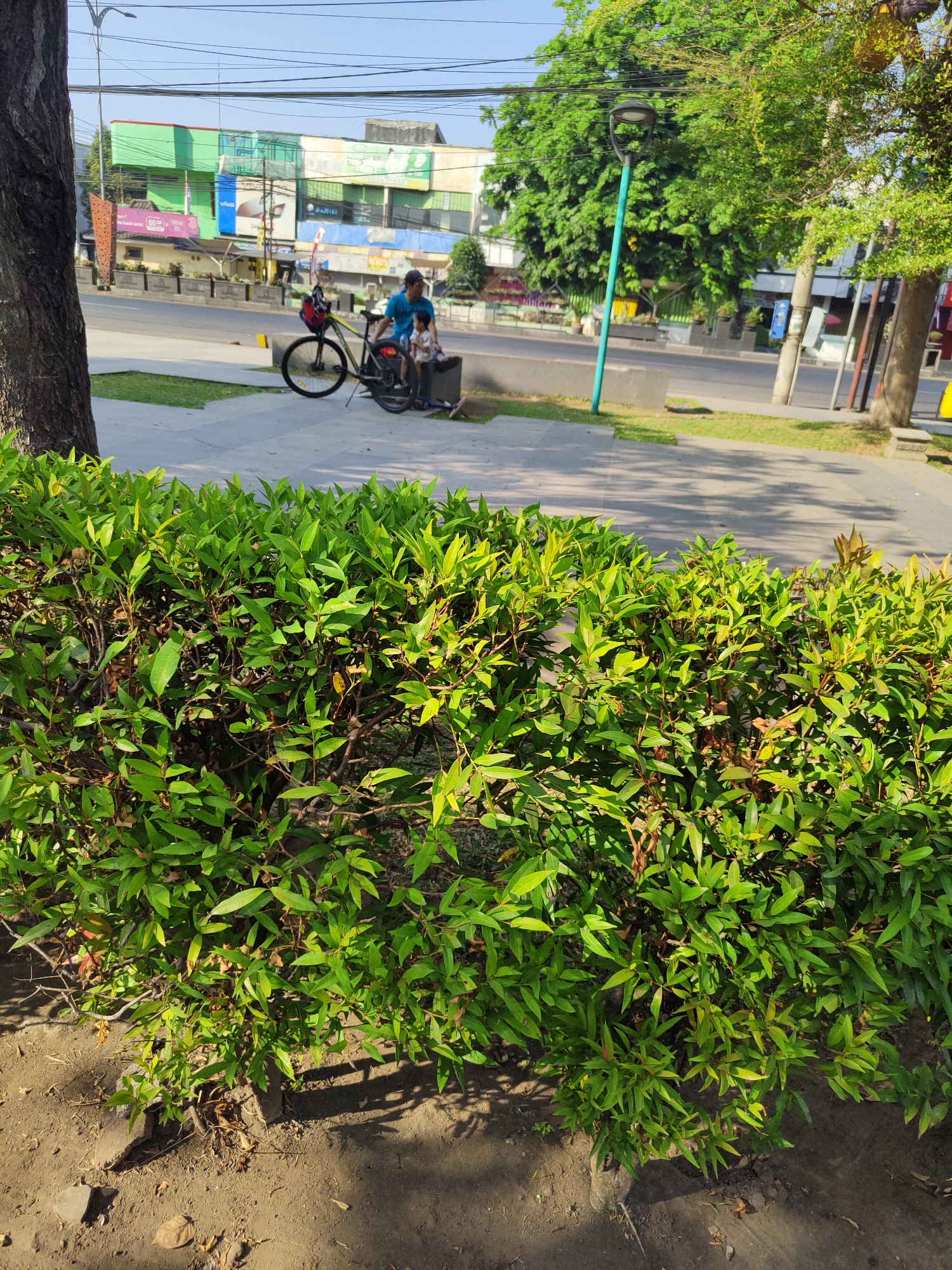 The image shows a father and child sitting on a bench next to a bicycle, with a busy street and buildings in the background. The scene is set in Bangil, Indonesia, with lush green trees and bushes in the foreground. The father is wearing a blue t-shirt and a dark cap, while the child is wearing a white shirt. The bicycle is a mountain bike with a red backpack attached to the handlebars. The street is lined with shops and traffic, indicating a commercial area. The overall impression is a peaceful moment captured amidst the hustle and bustle of city life.