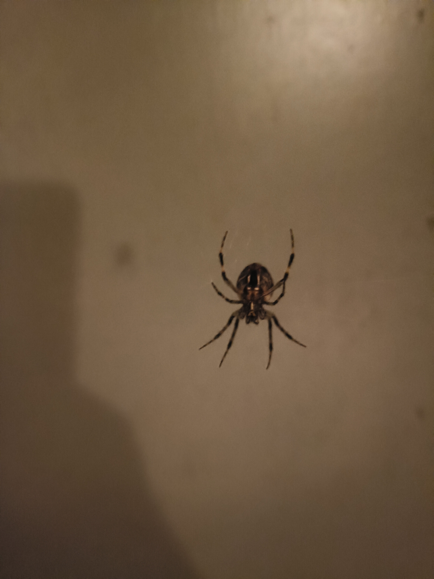 A spider is shown in the center of the frame, suspended against a muted, textured background that appears to be a wall or ceiling. The spider is dark brown with lighter markings on its abdomen and legs. Its legs are spread outwards, suggesting it is either stationary or in motion. A shadow of the spider is cast to the left, slightly out of focus. The lighting is dim, creating a somewhat somber atmosphere. No people or specific environmental features are visible to determine a city or exact location.