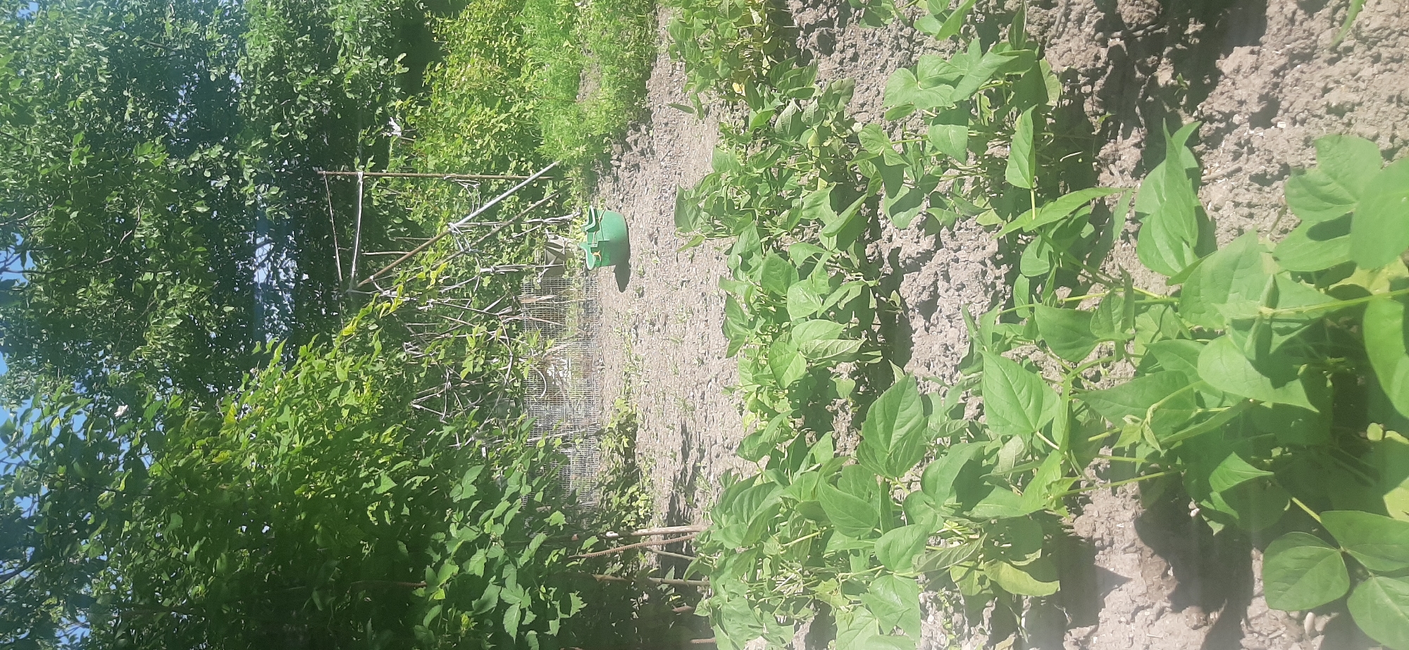 The image depicts an outdoor scene of a garden with lush green foliage and plants growing in soil. In the foreground, rows of young bean plants are visible, their leaves reaching towards the sunlight. The soil appears dry and somewhat clumpy. In the middle ground, there is a trellised structure with more plants climbing it, and a green plastic bucket is placed on the ground near it. A wire fence runs along the back of the garden area. The background is filled with dense green trees and vegetation, suggesting a natural or semi-wild environment. The sky is a clear blue, indicating a sunny day. The image does not show any people or specific landmarks that would allow for precise location identification within Yessentukskaya, Russia. However, the general appearance suggests a typical backyard or community garden setting common in such locations.