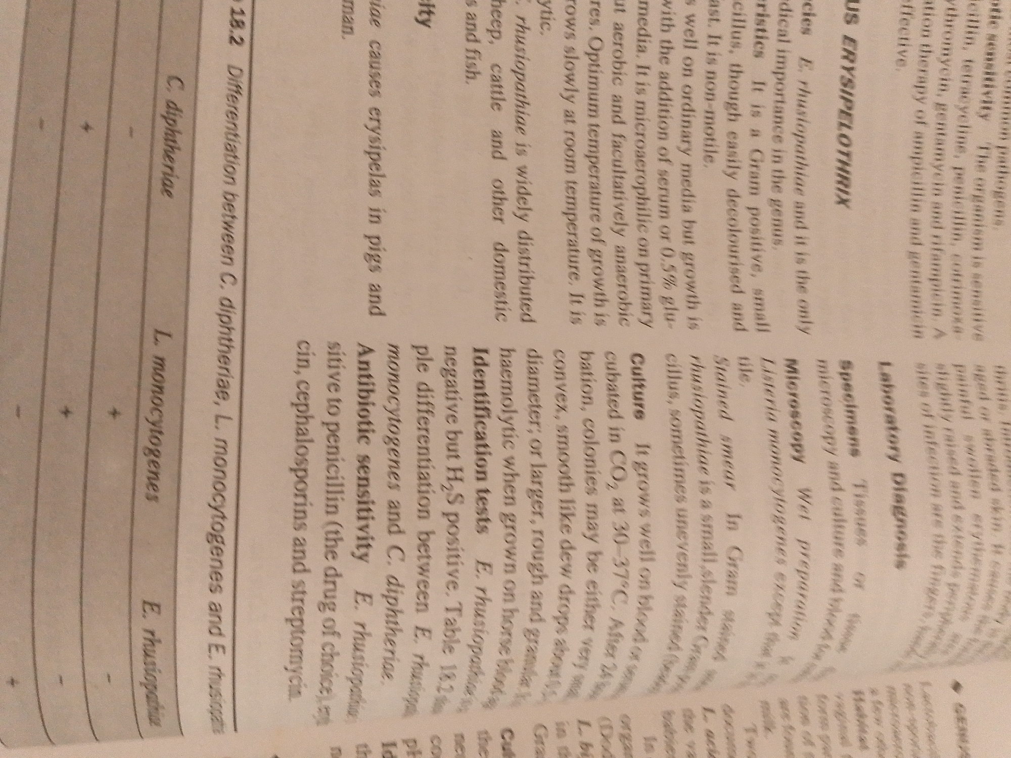 The image shows a close-up of a page from a textbook, likely a medical or biological text, given the scientific terminology and tables present. The page is filled with text, which appears to be in English. There are also some horizontal lines indicating a table format, with plus and minus signs, suggesting a comparison or a list of characteristics. The text discusses medical conditions and their causes, mentioning "erysipelas in pigs and man," as well as bacterial names like "E. rhusiopathiae," "L. monocytogenes," and "C. diphtheriae." Other terms visible include "antibiotic sensitivity," "culture," "microscopy," and "laboratory diagnosis." The overall impression is an academic or informational document. No people, objects, specific scenes, or emotions are depicted beyond the content of the text itself. The location context of Jauro Yinu, Nigeria, does not appear to be represented in the visual content of this image.