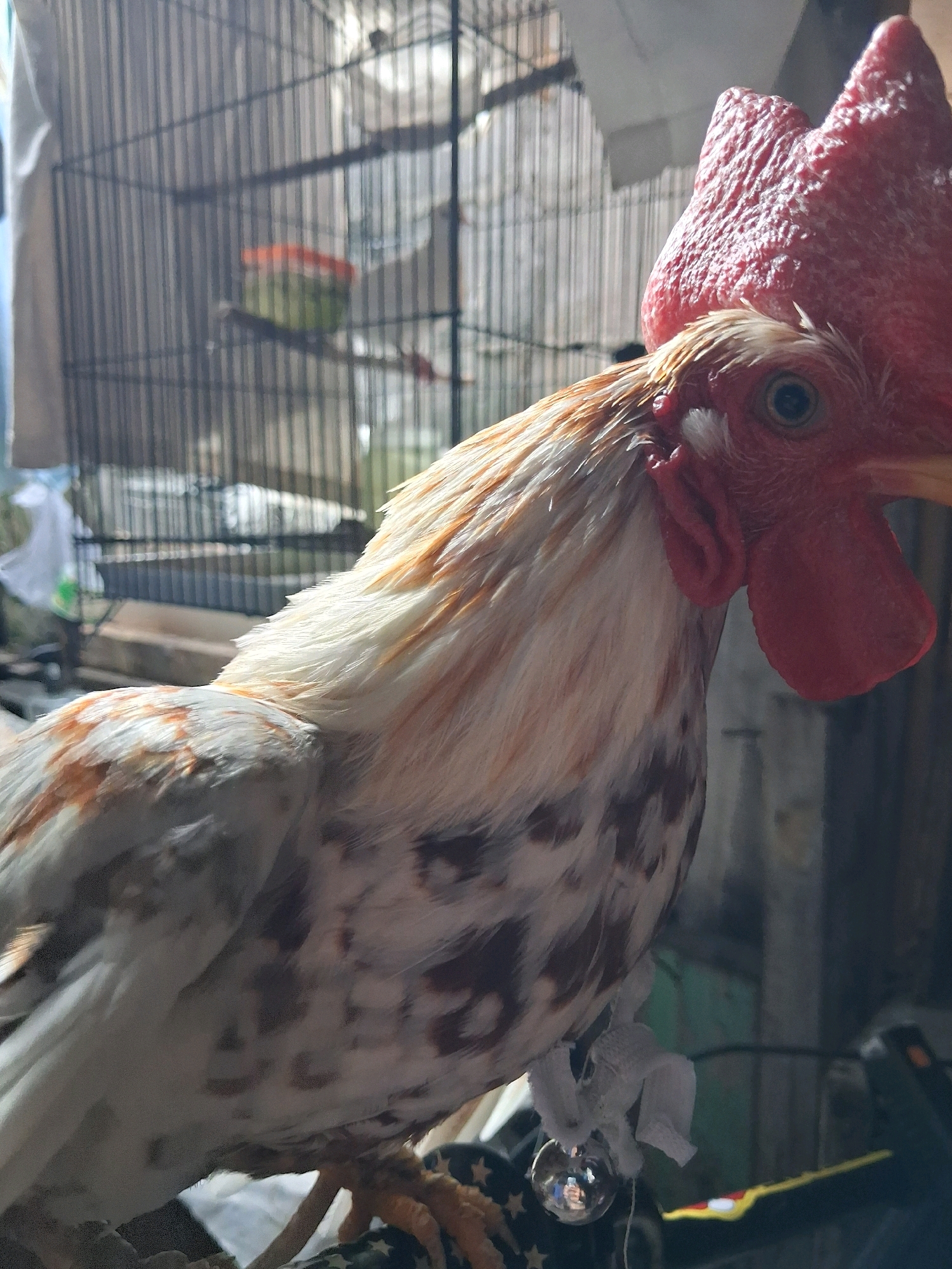 An extreme close-up shot captures a chicken with mottled white and brown feathers. The chicken's head is turned slightly to the left, revealing a bright red comb and wattles, along with a blue eye. A small silver bell is tied to a white string around its neck. In the background, a black birdcage is visible with a green and orange food bowl inside. The scene is set in an outdoor environment, possibly a backyard, with a glimpse of a wooden structure and a white curtain. The lighting suggests it's daytime, with the sun casting shadows and highlighting the textures of the chicken's feathers and comb.