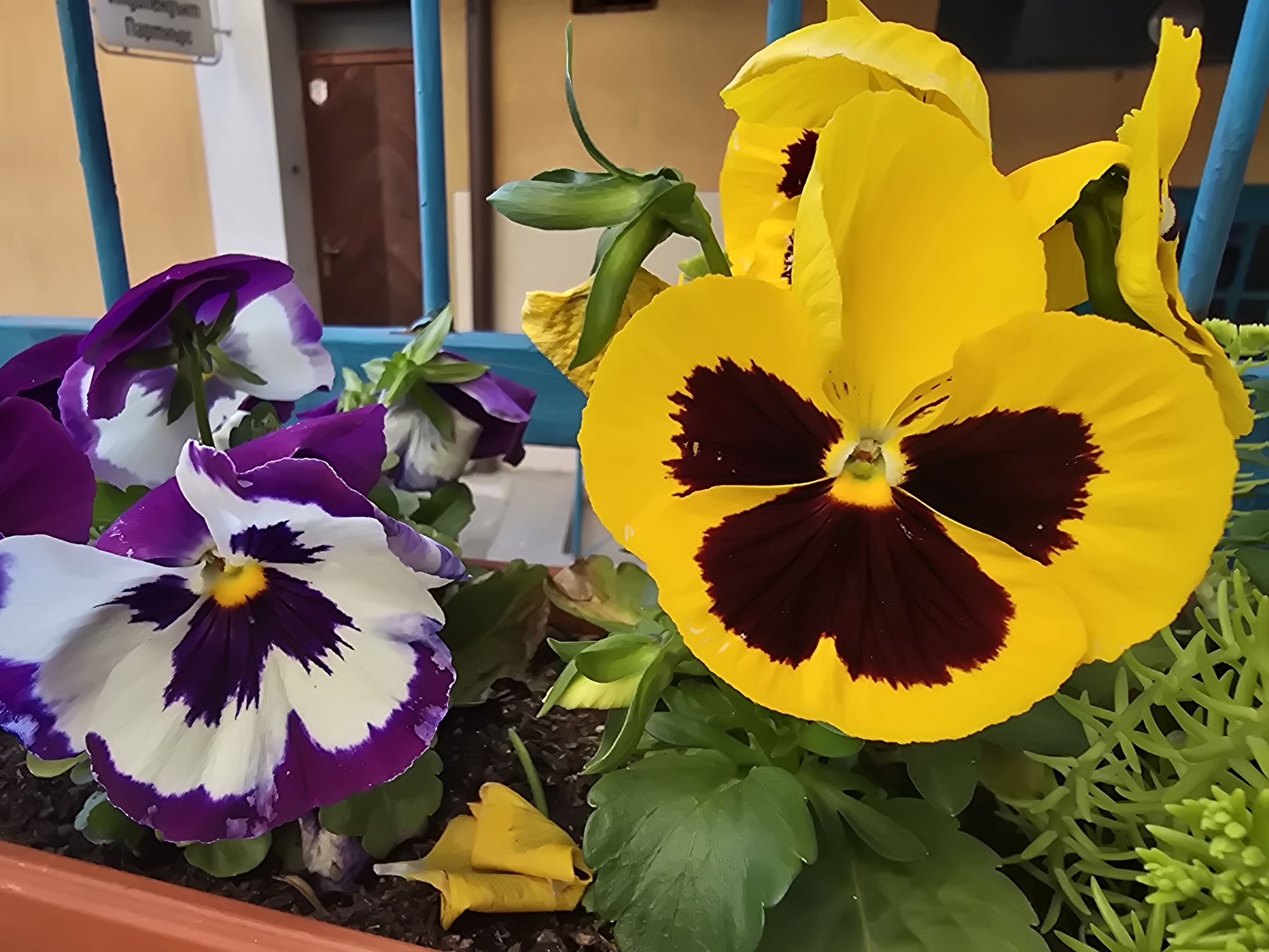 A close-up, eye-level shot captures a vibrant display of pansy flowers in a rectangular planter. In the foreground and center-right is a large yellow pansy with a distinctive dark maroon or deep purple 'face' pattern in its center. To the left, several purple and white pansies are visible, also featuring yellow centers and irregular purple markings, one of which is prominently displayed with its white petals outlined in purple. Green foliage, including some spiky light green plants on the right, surrounds the flowers within the brown planter.
The background, partially blurred, features a bright blue metal railing or bars running vertically. Behind the railing, a light yellowish-beige wall is visible, along with a closed brown wooden door to the right. A small, light-colored metal sign is affixed to the wall in the upper left background, bearing visible Greek text. The first line appears to read "Πρώτος" (First) and the second line "Πρωτοπρεσβύτερος" (Protopresbyter), suggesting the location may be associated with an Orthodox church or religious institution. The scene is illuminated by natural daylight. No activity is taking place.
