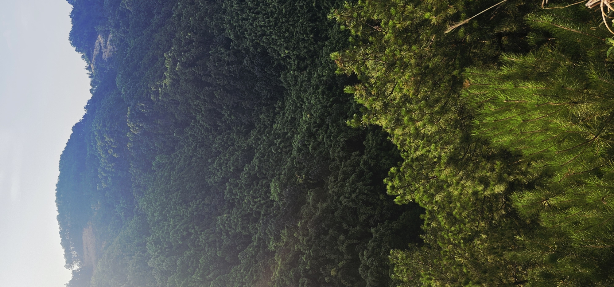 The image depicts a verdant mountain landscape in the Chongqing High-tech Zone, China. The foreground features lush green pine trees, their needles sharply defined and illuminated by sunlight. Beyond the pine trees, the midground and background are dominated by rolling hills covered in dense, dark green foliage, likely a mix of bamboo and other broadleaf trees. The topography is characterized by steep slopes and undulating terrain. The sky above is a pale, hazy blue, suggesting a clear but potentially humid day. No people or structures are visible in the scene, emphasizing the natural, wild character of the environment. The overall impression is one of natural beauty and untouched wilderness.