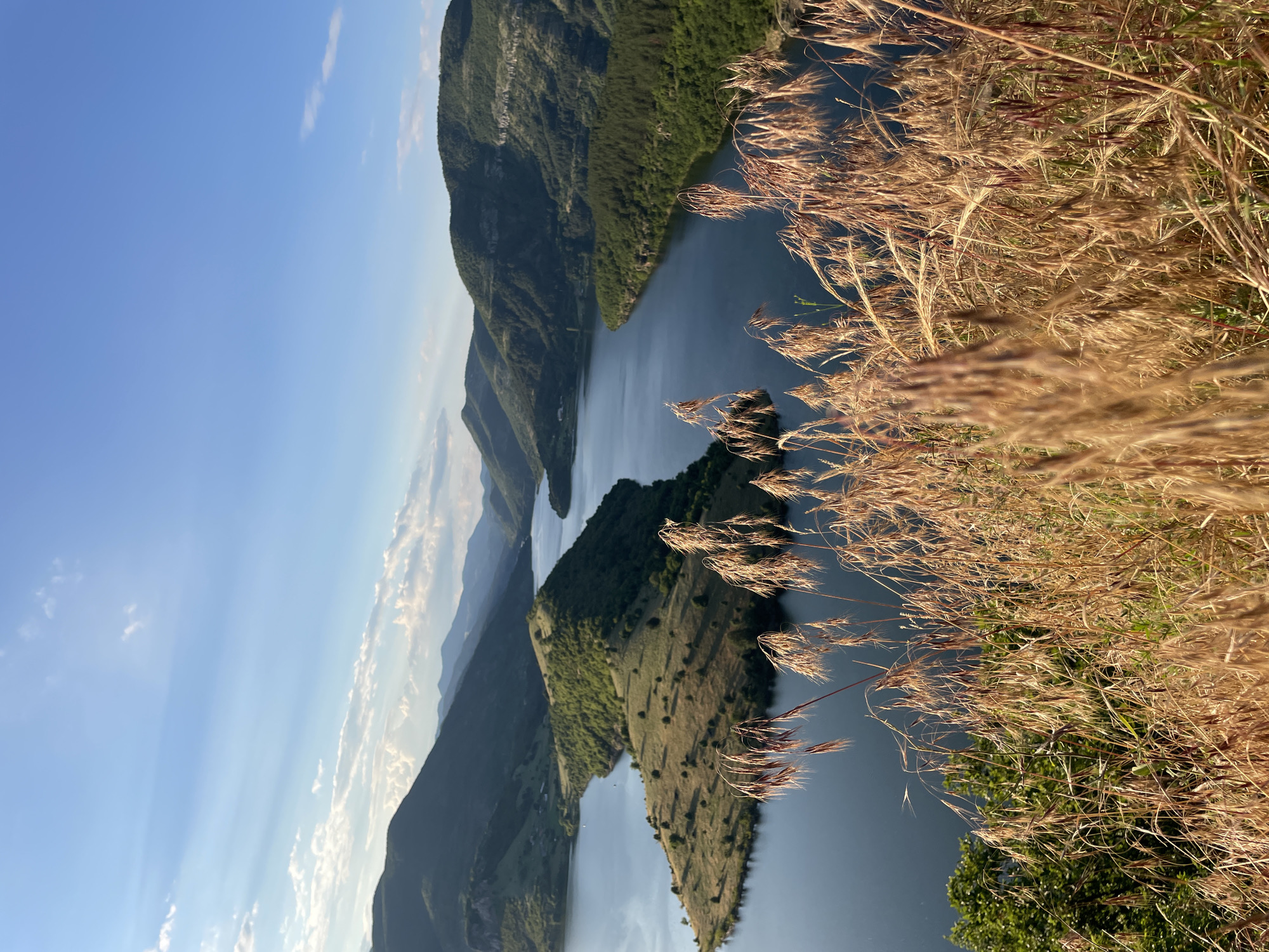 The image depicts a panoramic view of a reservoir and surrounding mountains, likely the Arda River dam in Ribartsi, Bulgaria. In the foreground, dry, golden grasses are in sharp focus, with their seed heads swaying. Behind the grasses, a wide, calm body of water, the reservoir, dominates the middle ground. The water reflects the blue sky and the green slopes of the hills and mountains that encircle it. The landscape is characterized by rolling hills covered in green vegetation and trees, with some rockier outcrops visible on the mountainsides. The sky is a clear blue with a few wispy white clouds, suggesting a pleasant, possibly late afternoon or early morning light. The overall impression is one of natural beauty and tranquility. There are no people or animals visible in the image, and no man-made structures are prominent, except for what appear to be distant buildings on one of the hilltops.