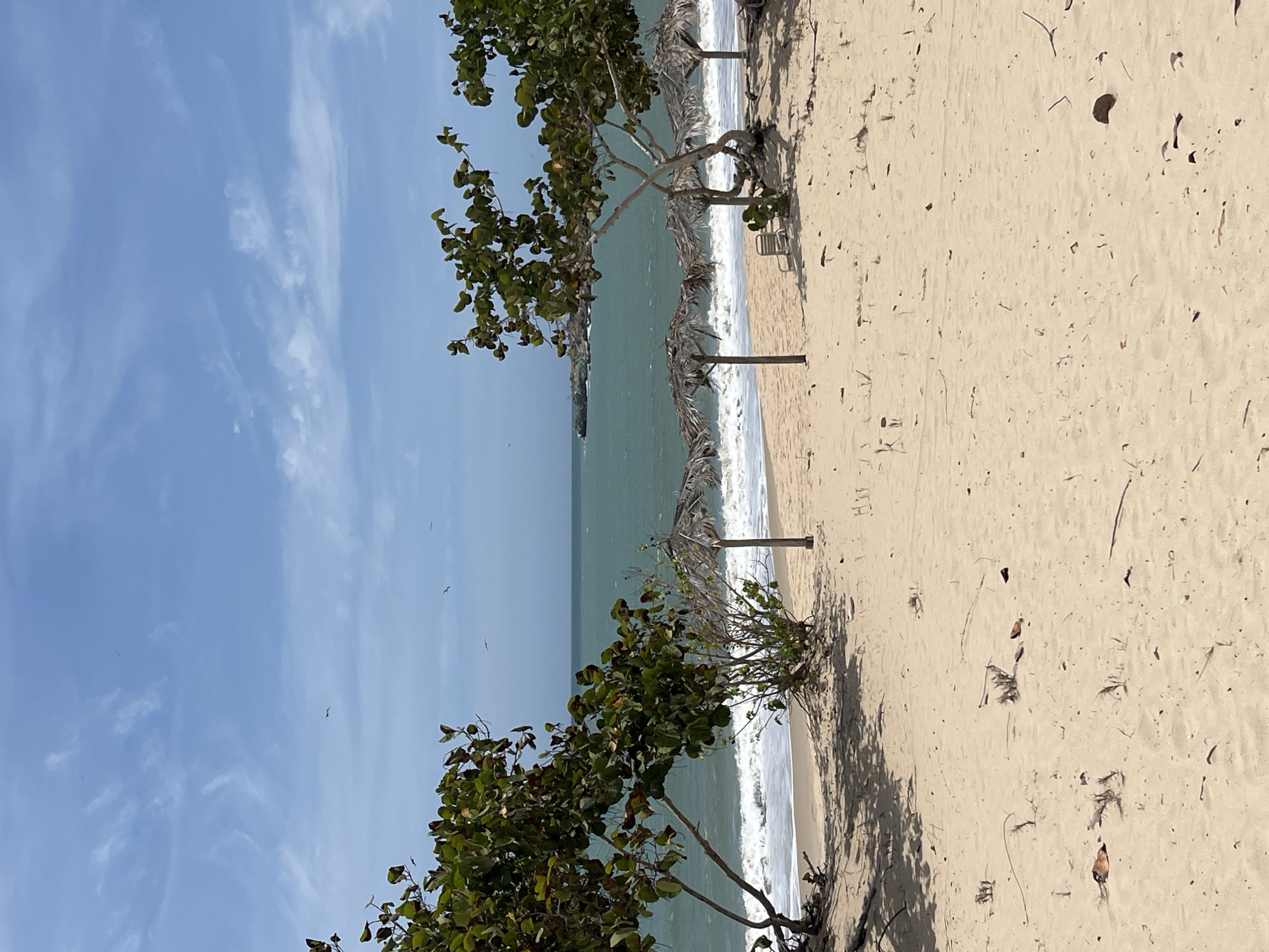 The image depicts a beach scene, possibly in El Tunal, Venezuela. The foreground shows a sandy beach strewn with organic debris. Several small trees with green leaves and twisted branches grow along the edge of the beach. Behind the trees, the ocean meets the shore with gentle waves. Thatched umbrellas stand in a row along the shoreline, providing shade. The sky above is blue with wispy white clouds. The image is taken in daylight with good lighting. There are no people visible.